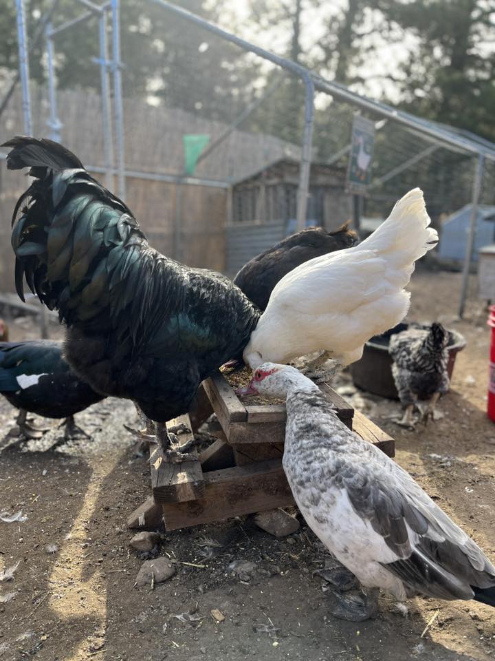 Little J Ranch Farm Sanctuary