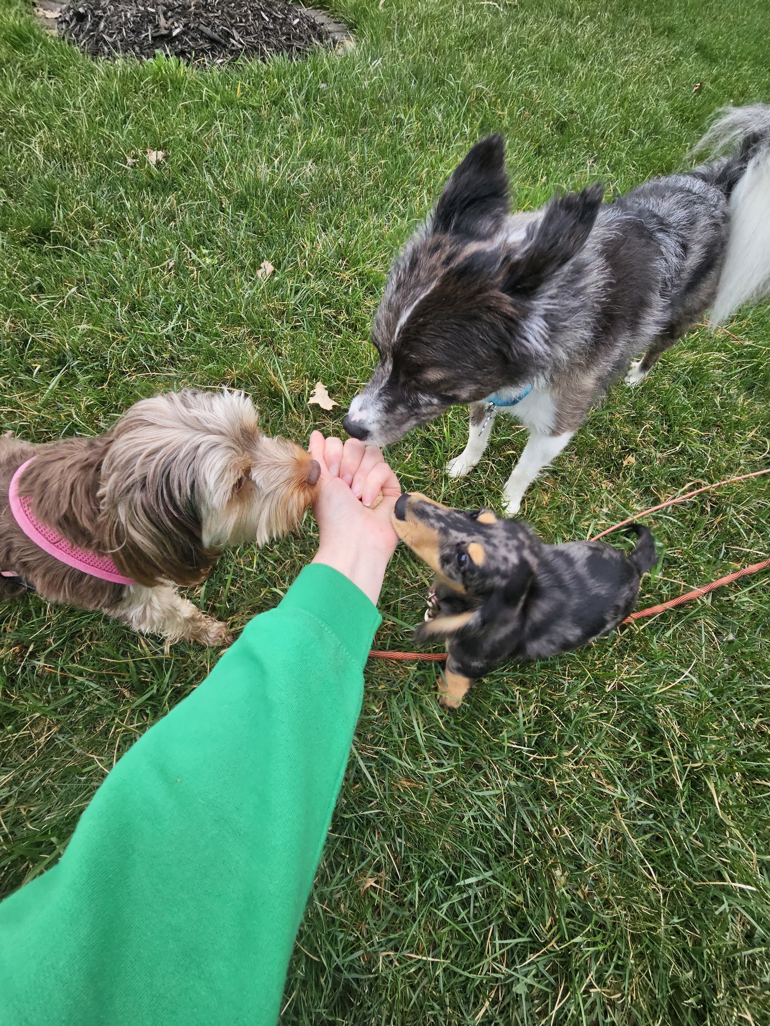 Ruff Pups | Reedsburg WI