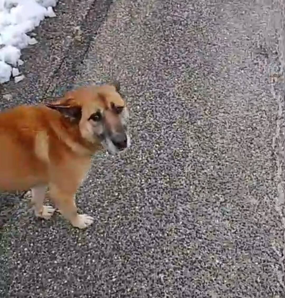 Canile - Cosa prova un cane di casa quando entra in canile? Chicco ha ...