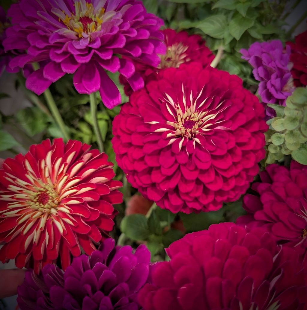 Celosia Society — Growers, Breeders & Seed Stewards | Does anyone have ...