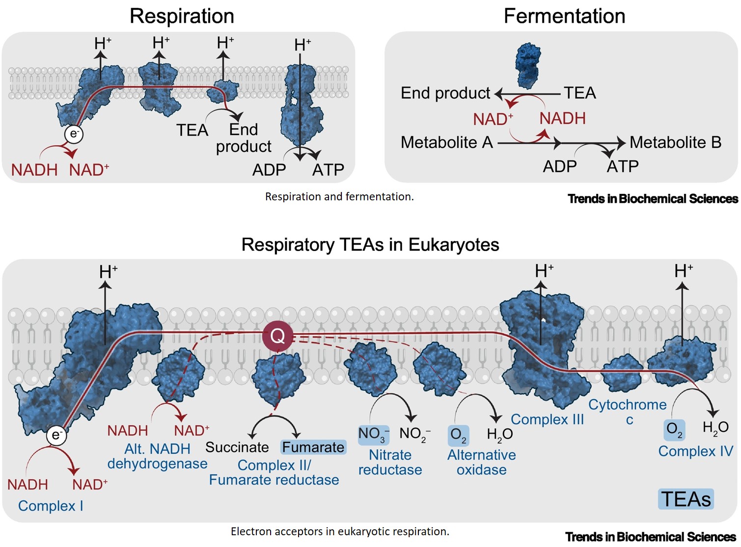 kinetics of glutathione and ferricyanide reaction in aqueous media Electron acceptor diversity across eukaryotes Life emerged when atmospheric oxygen was scarce, so early metabolic networks relied on anaerobic electron acceptors. These pathways remain widespread acr beauty pills