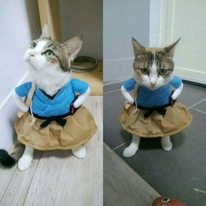 صور قطط كول شگل البنت القصيره اما تلبس فستان Facebook