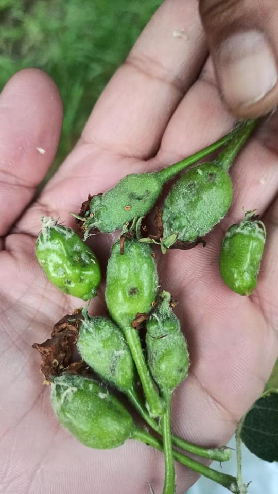 PROBLEM:-From last couple of... - Green Horticulture Kashmir | Facebook