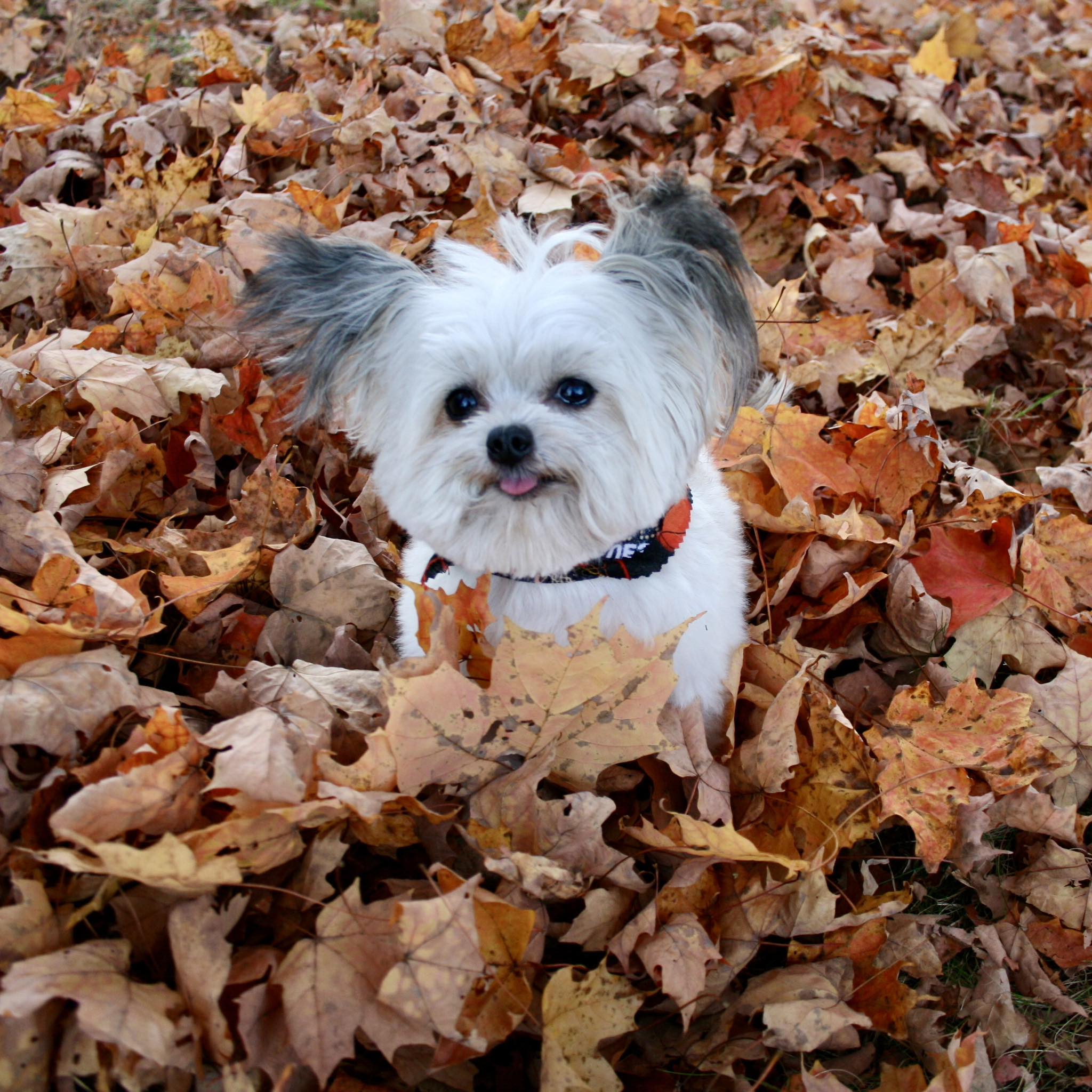 Norbert - happiest 🍂 fall | Facebook