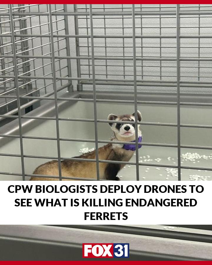 FOX31 - CPW is investigating an endangered species of ferrets after ...