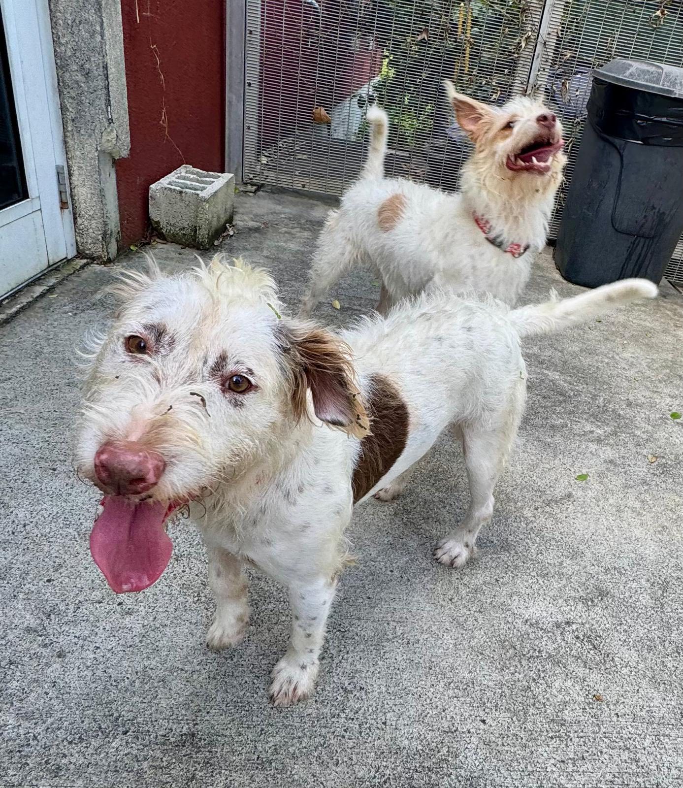 Humane Society of St. - Humane Society of St. Thomas USVI