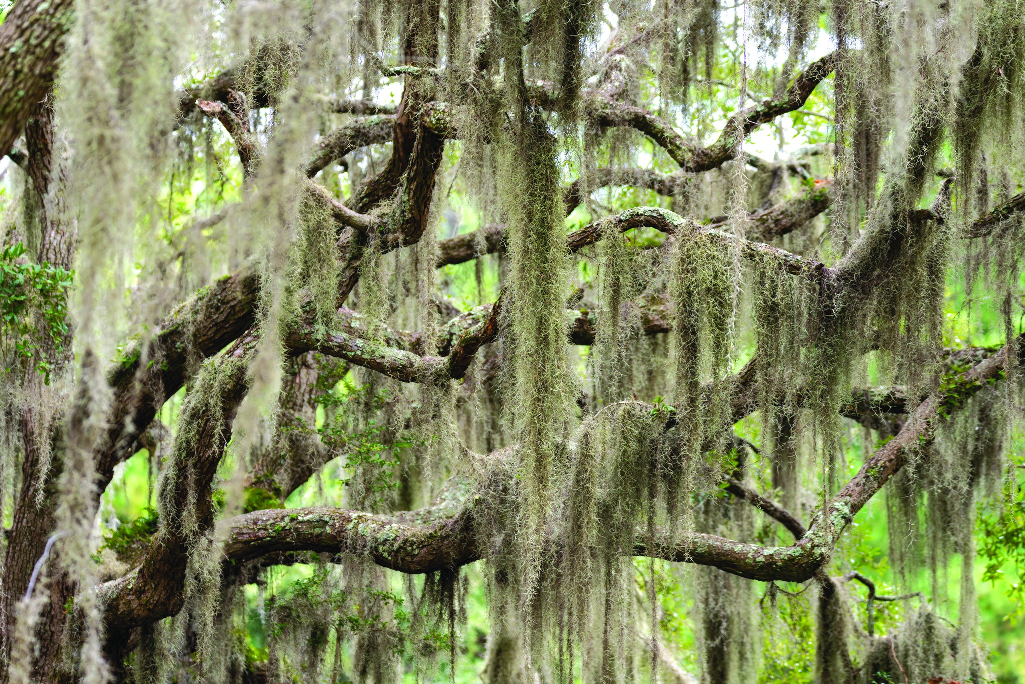 Galston, - Spanish Moss, a popular air plant, has become an invasive ...