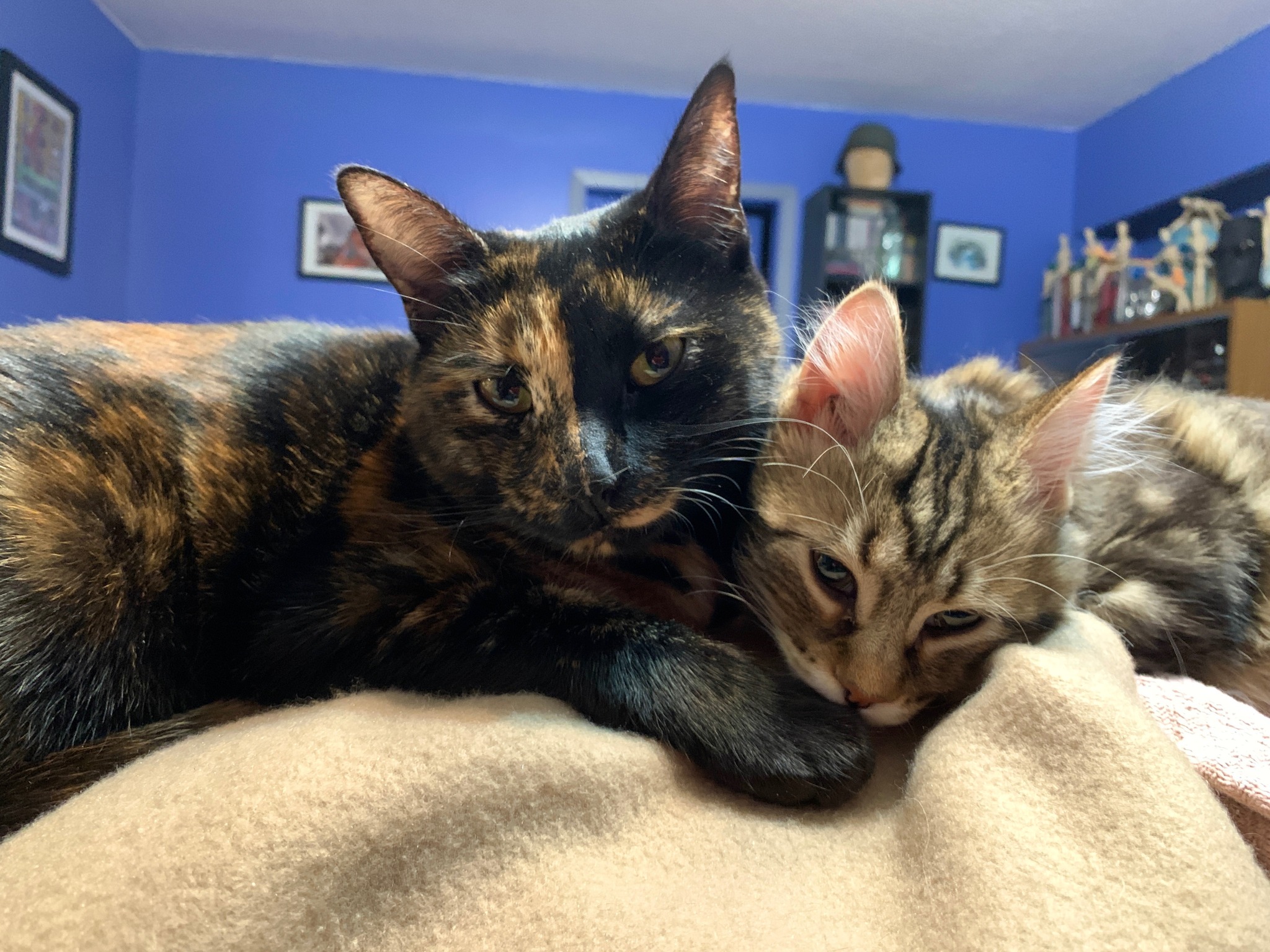 The House - Planet and Chowder are purrrring over the “double your ...