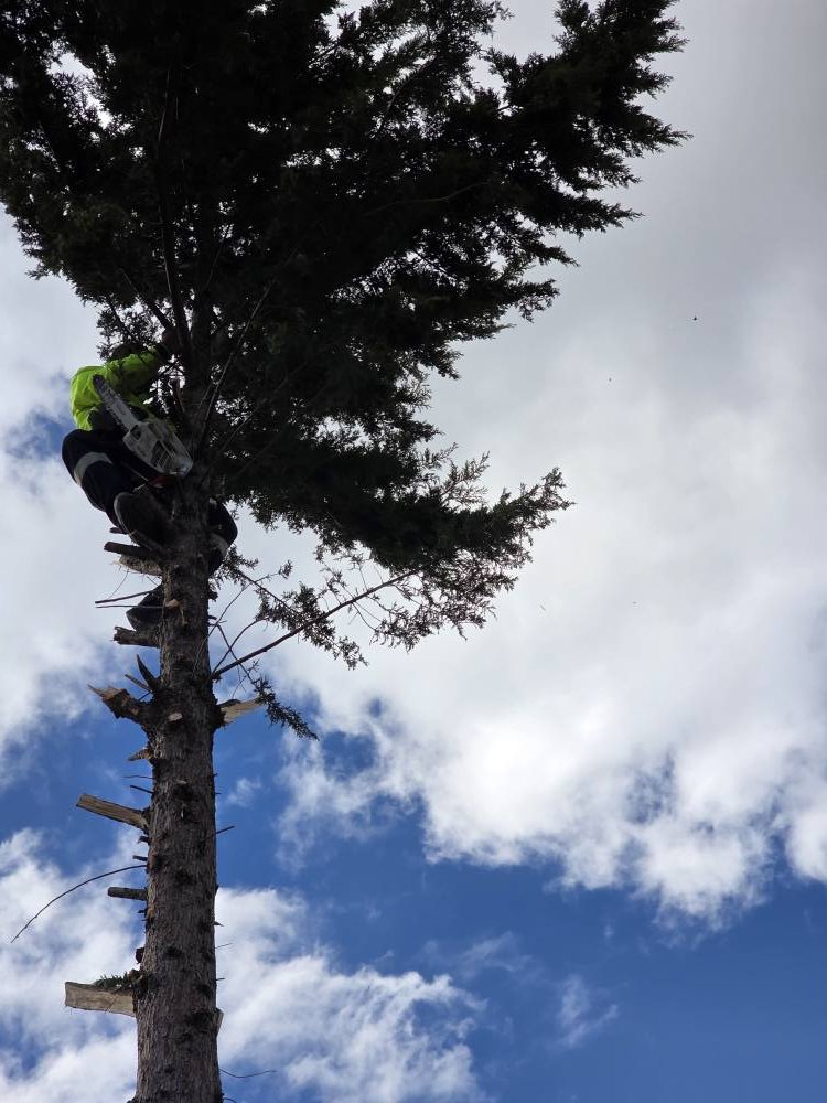 Josh & Jay Tree Services | Mernda VIC