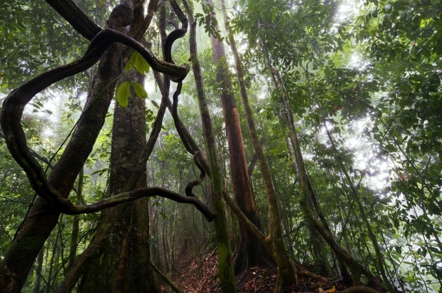Aurélia Balsemão - Morning in the Danum Valley, on Malaysian Borneo ...