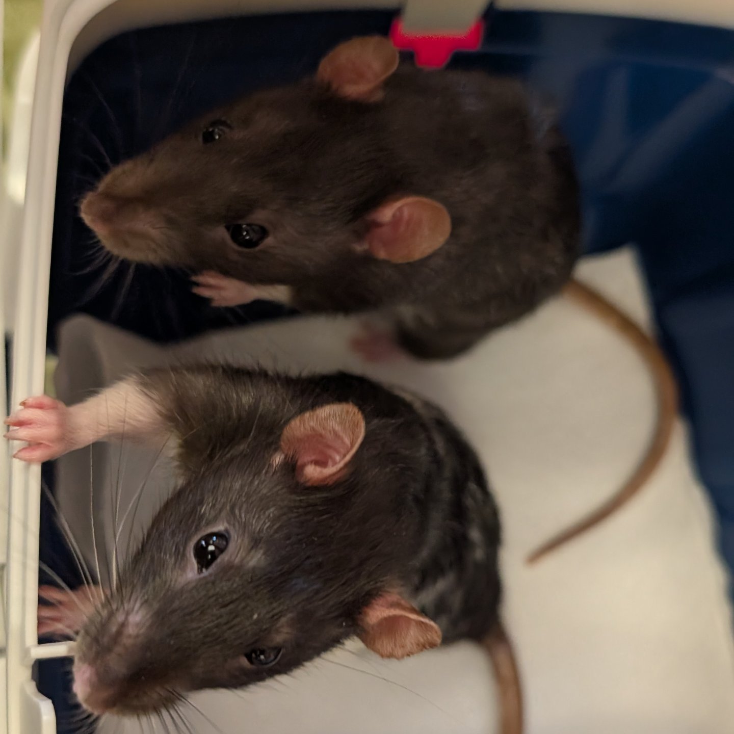 South Bay Rodent Rescue | Lawndale CA