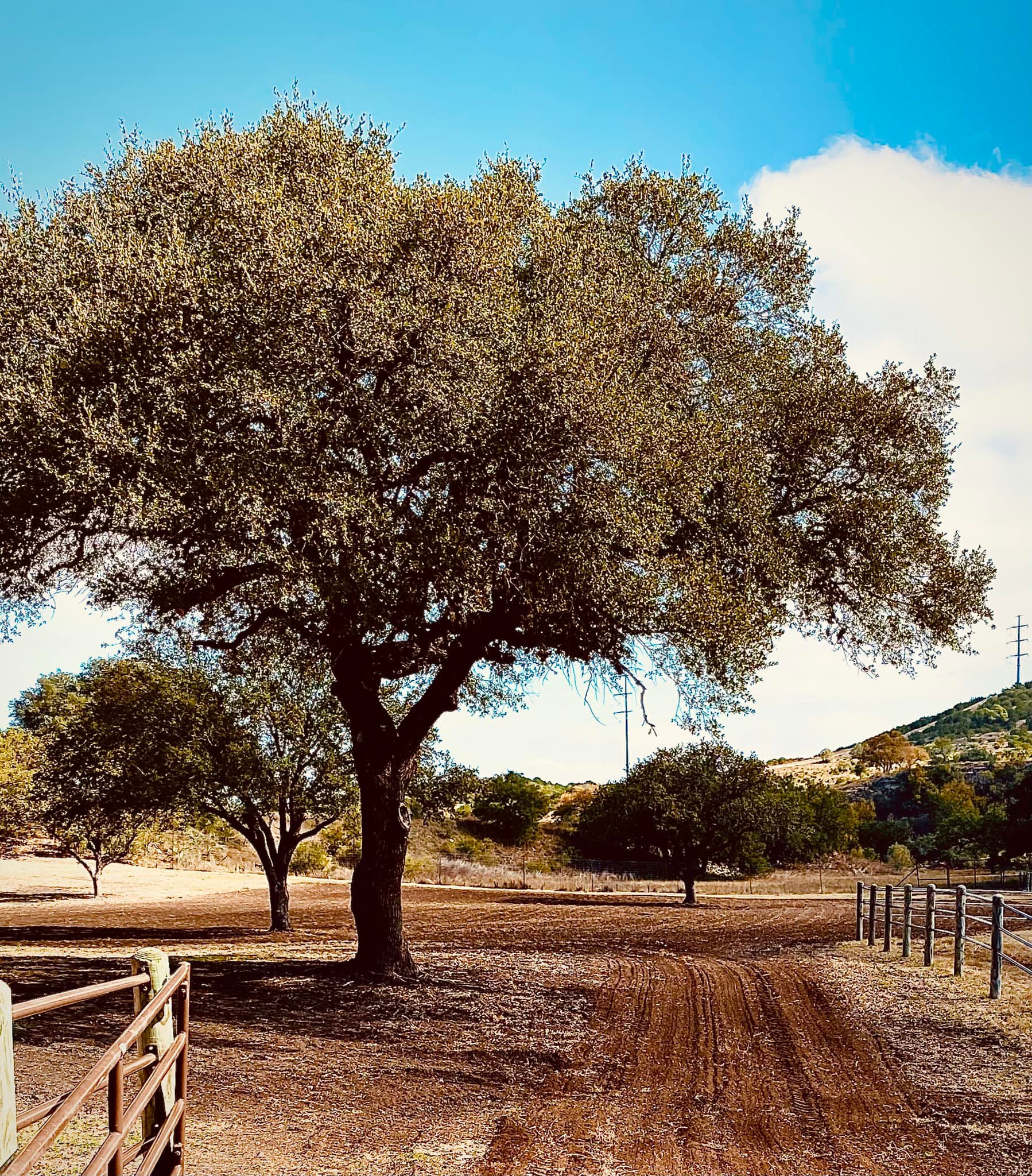 Every Day Is A Good Day At Diamond... - Diamond MK Ranch | Facebook