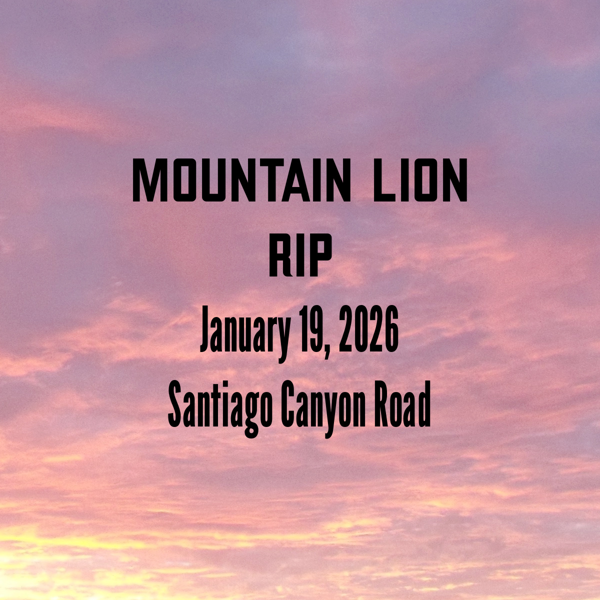 Silverado - Heartbreaking news: Another mountain lion has been killed ...