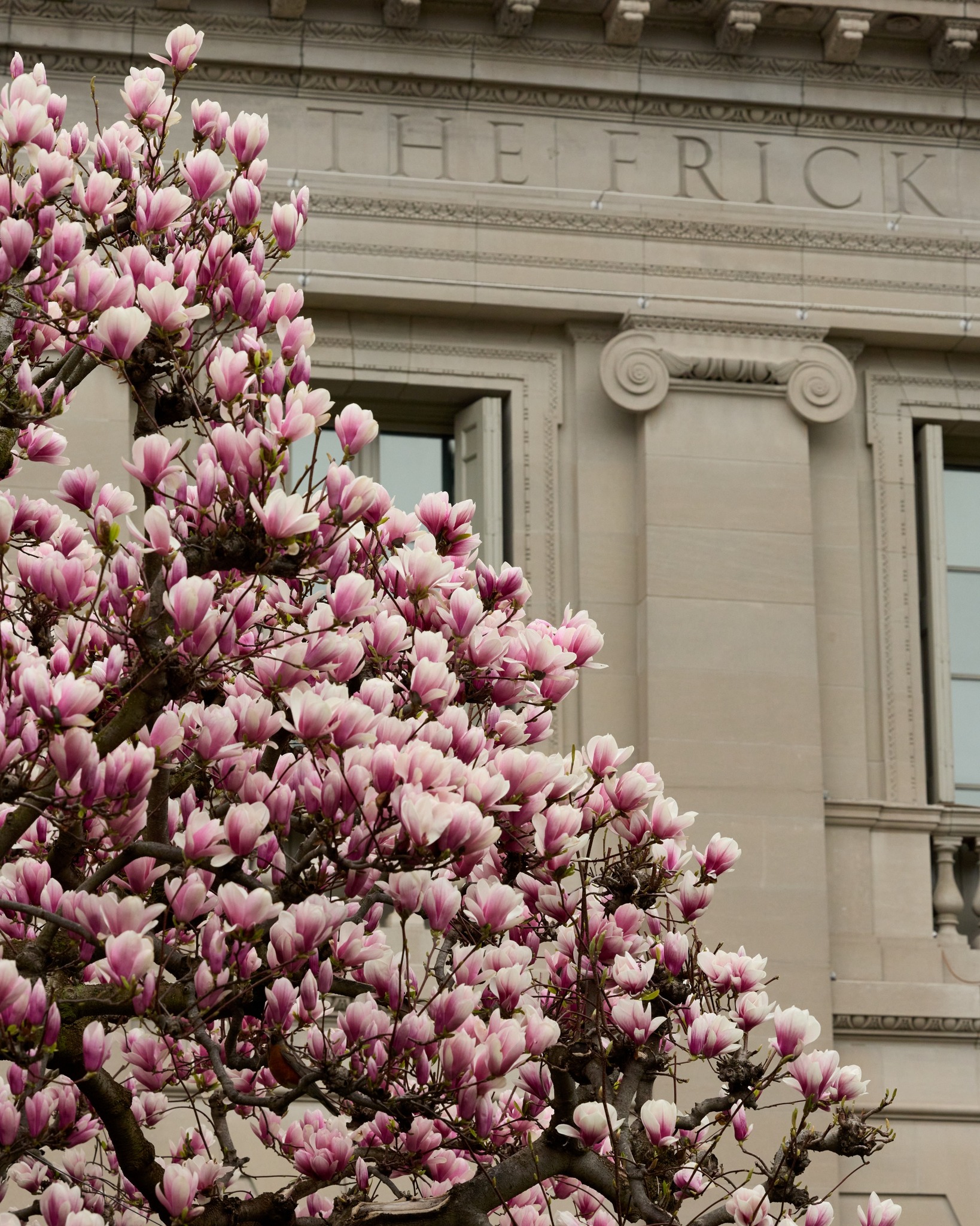 Our magnolias are in bloom! 🌸✨ Spring has officially sprung at