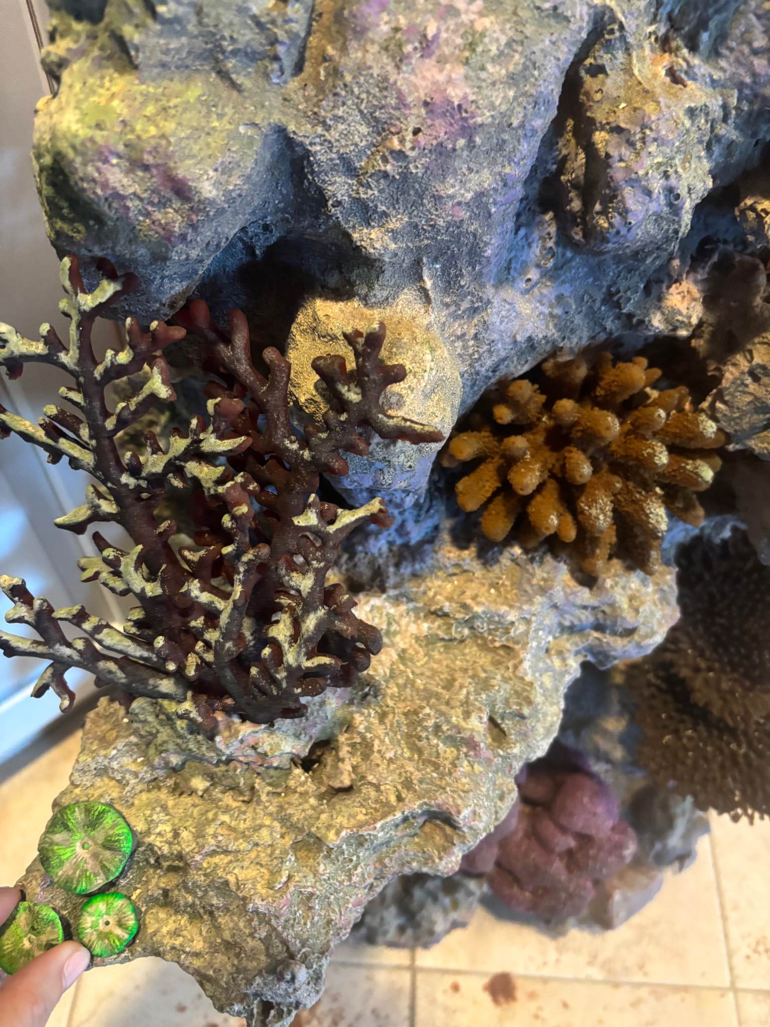 Commercial-Grade 225–270 Gallon Rimless Aquarium Display + Custom 5’x4 ...