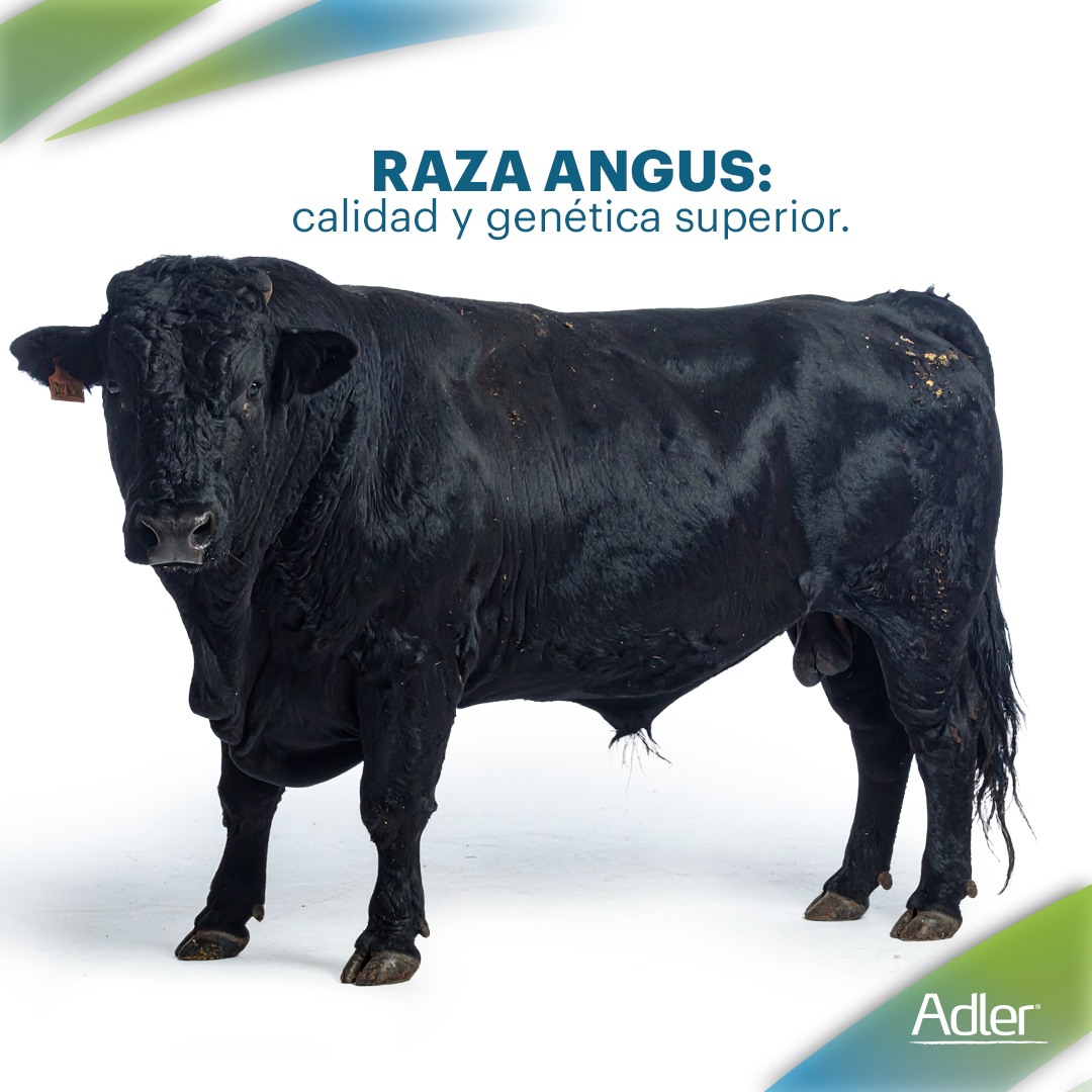 🐄 Conoce a la raza Angus El ganado... - Coreca Nicaragua | Facebook