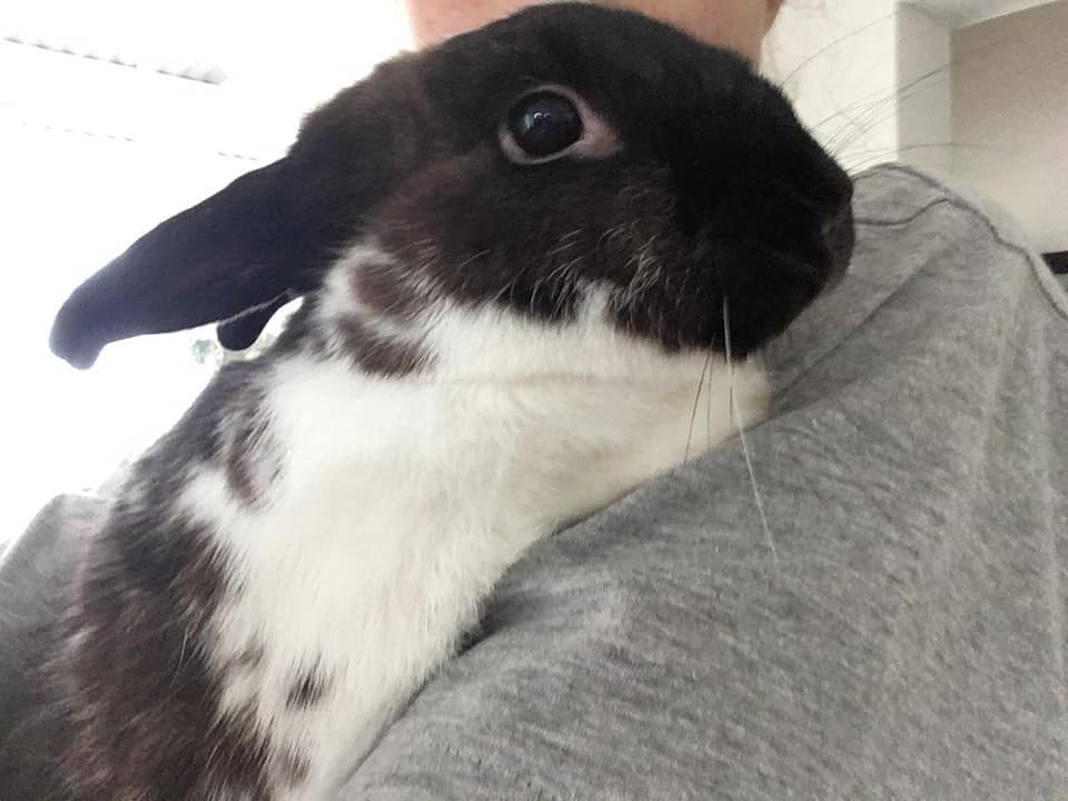 *ADOPTED* Olly and Ivy are much... - Noordhoek Bunny Rescue