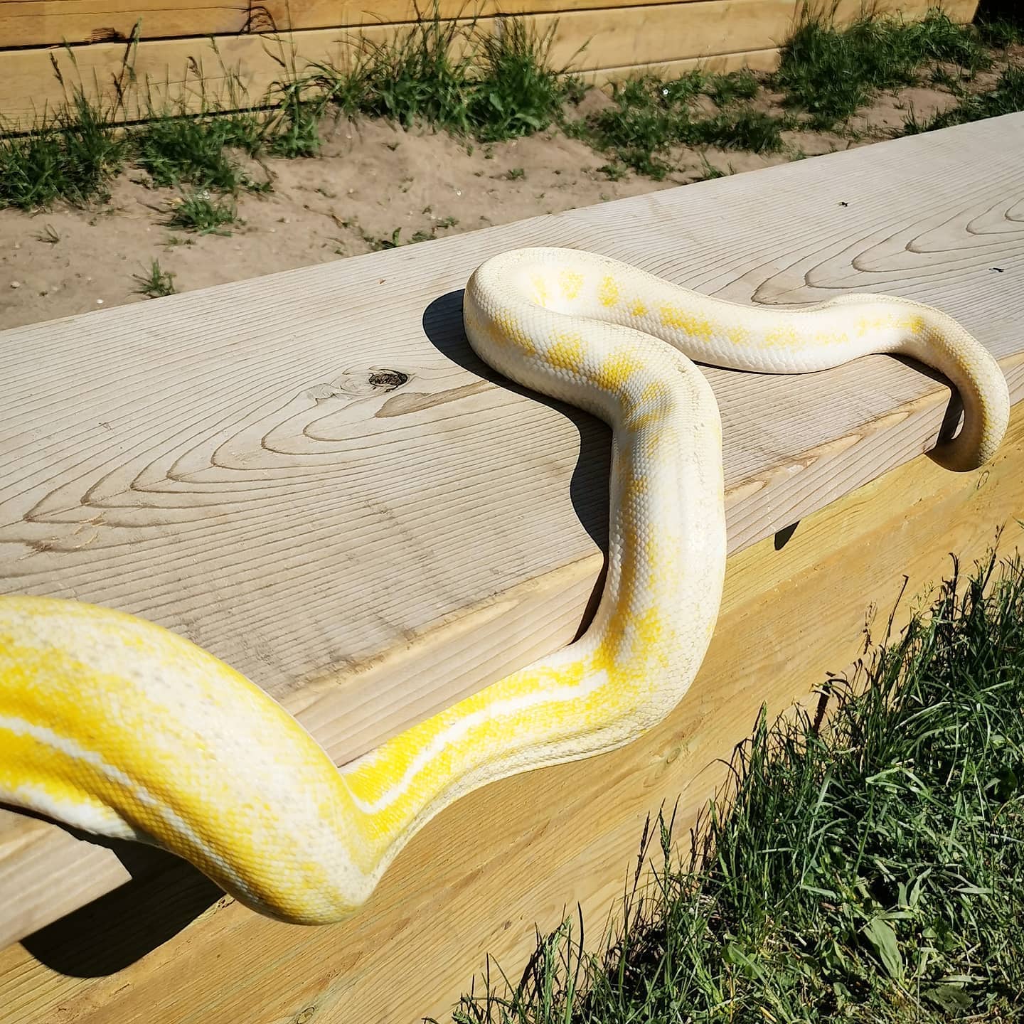 SD Retics