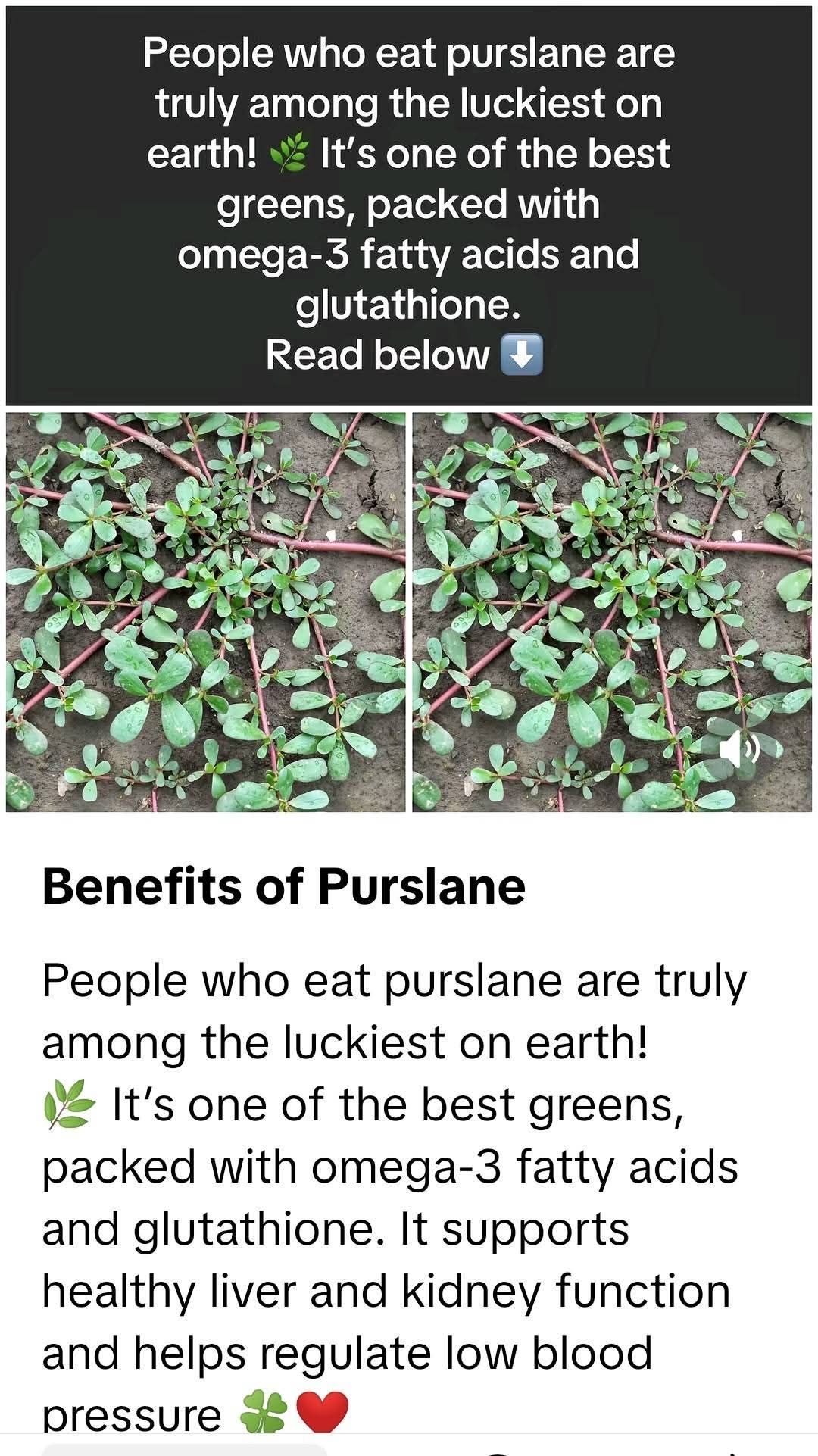 glutathione and weed Purslane plant, For many its a weed.. They throw it away.. Dont, it have lots if nutrients in this plant.. Good for your tortoises, safe feed to put in to salads Glutathione: Skin saviour or clear skin Size:30 Softgels