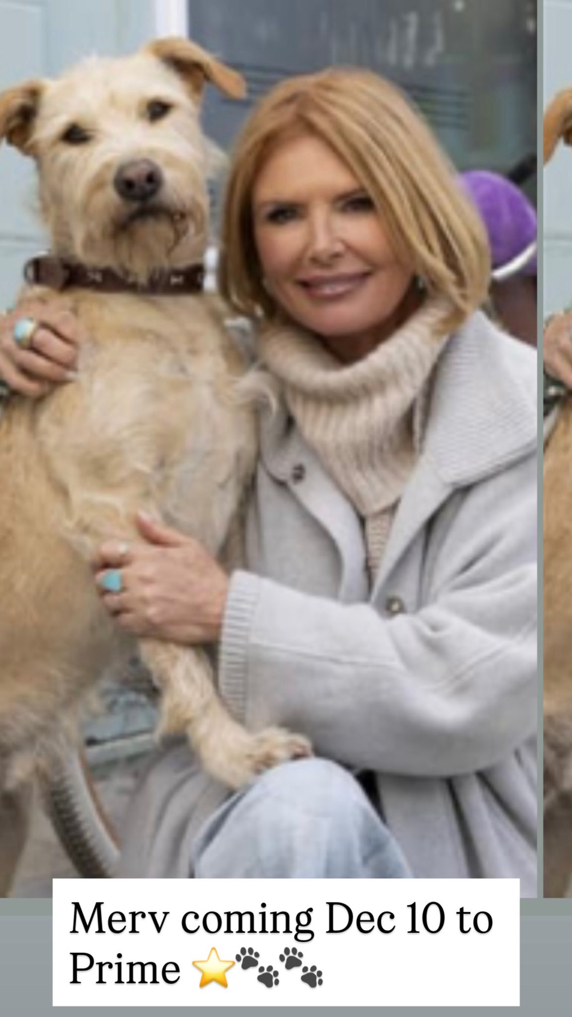 Roma - So cute ! gus / merv was a rescue dog and now he’s a movie star ...