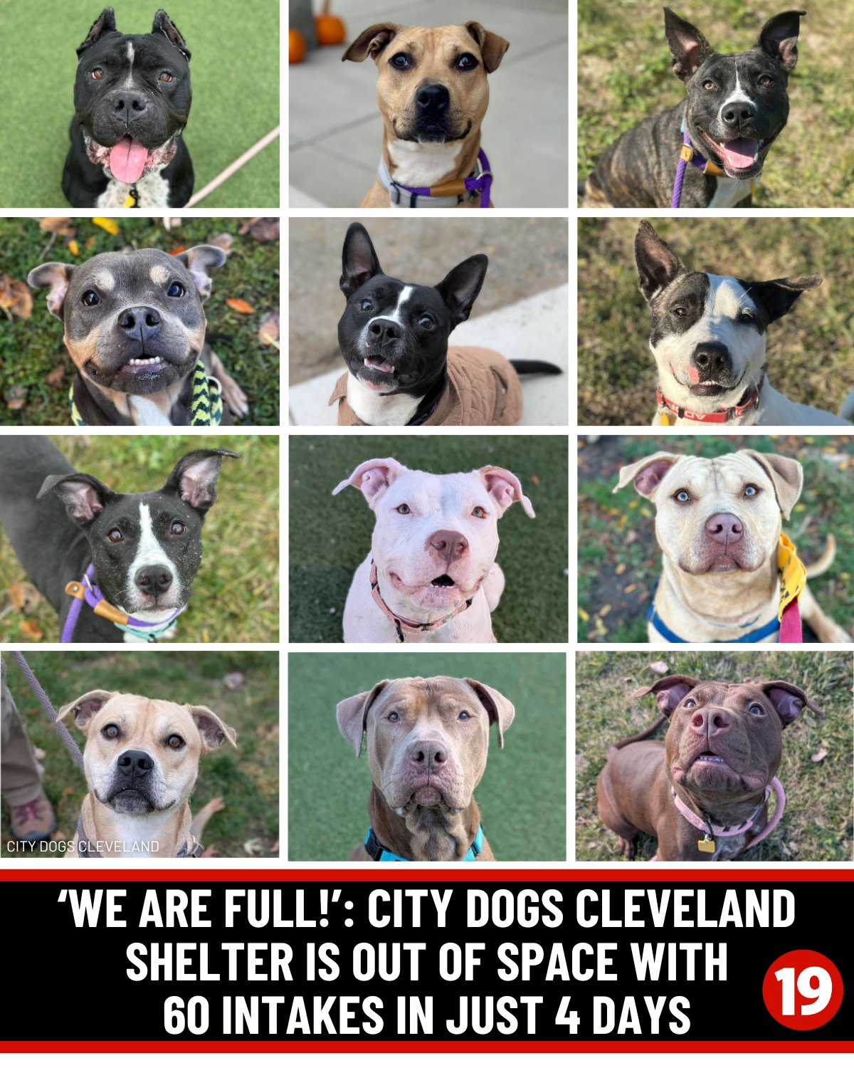 City Dogs Cleveland desperately needs... - Cleveland 19 News | Facebook