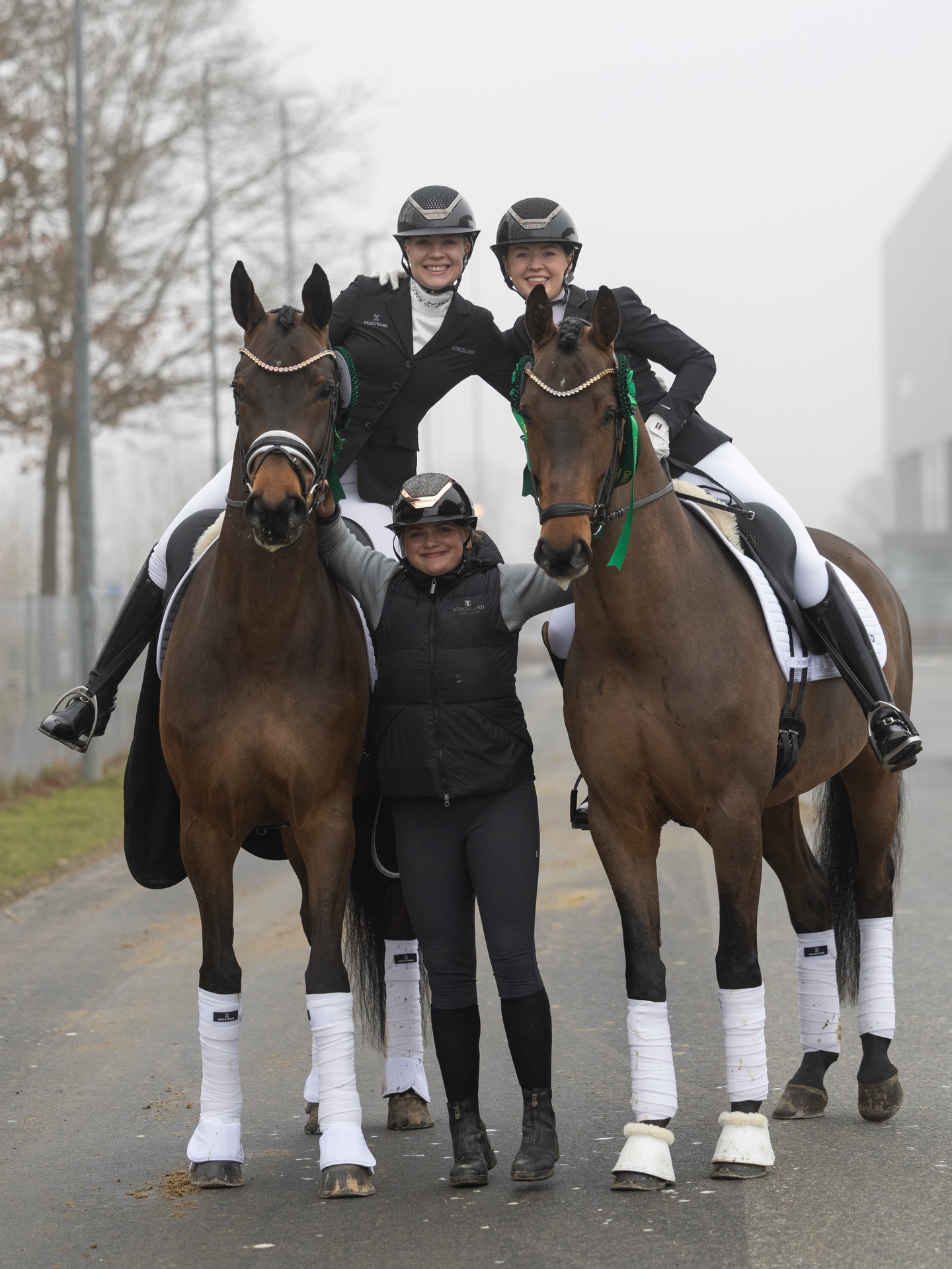 Our three horses competing in the Championship for Young Horses
