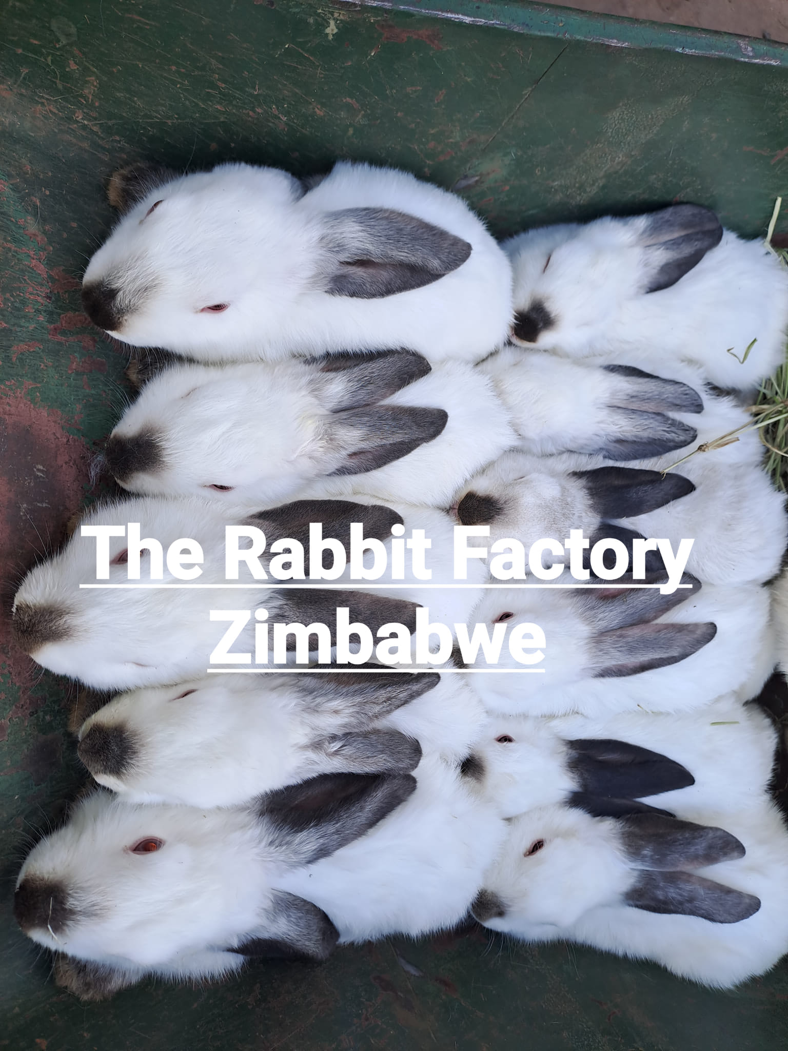 The Rabbit Factory Zimbabwe