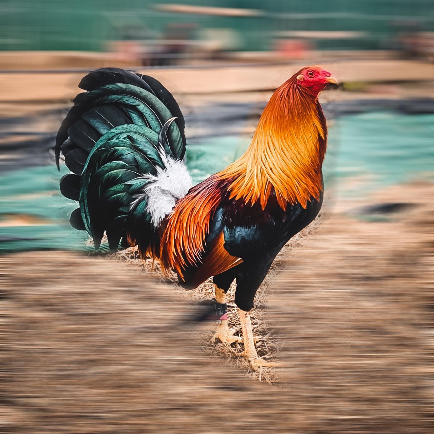 Rancho Márquez Gamefowl