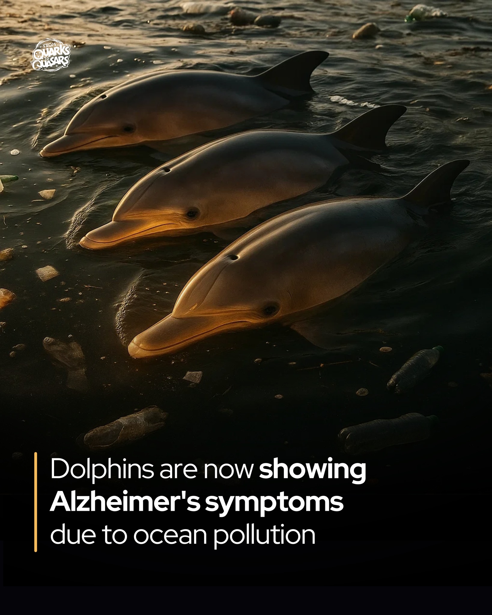 From - Dolphins exposed to toxins show signs of Alzheimer’s. Off ...