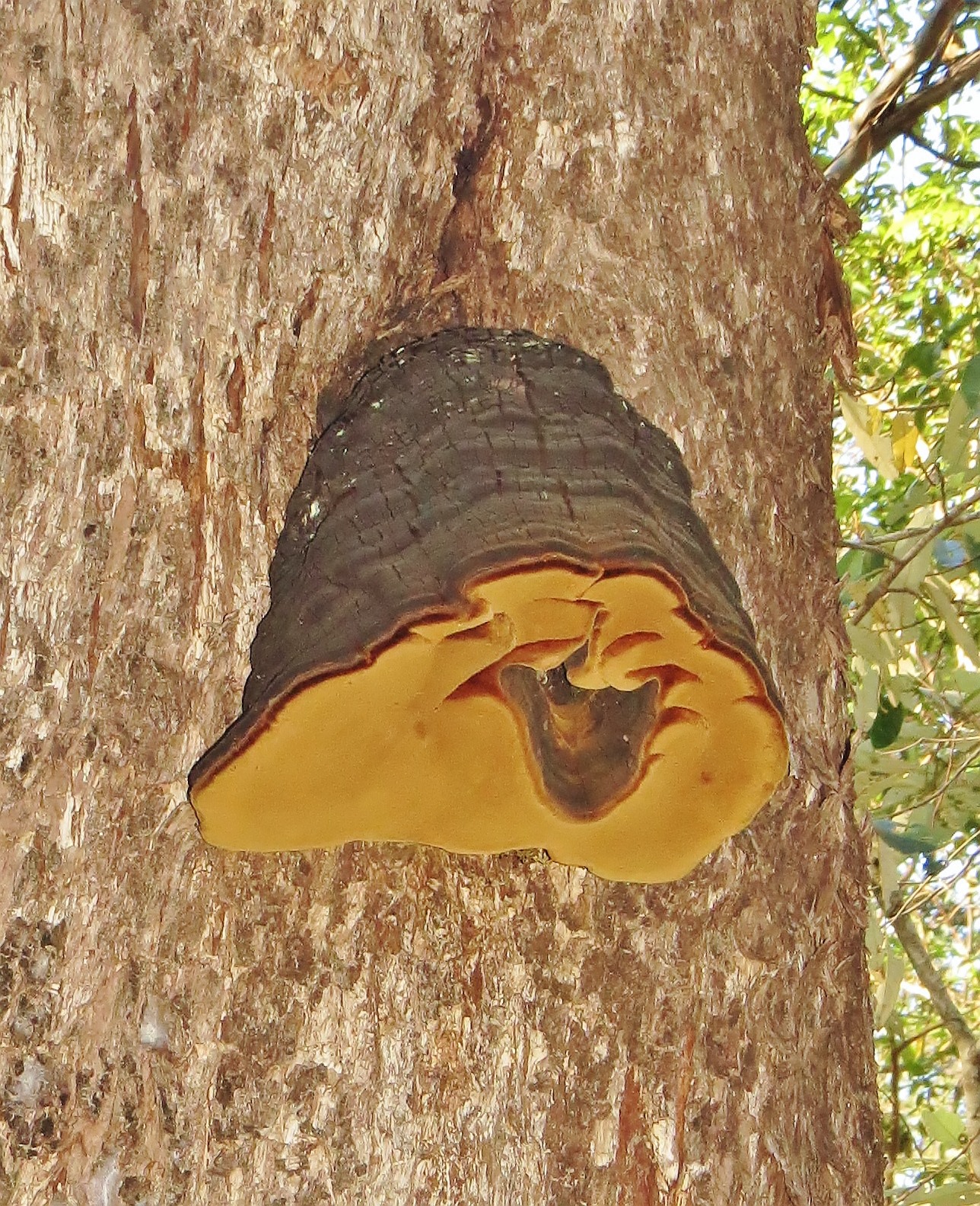 Wild BNE - I am used to seeing horse-hoof fungus... | Facebook