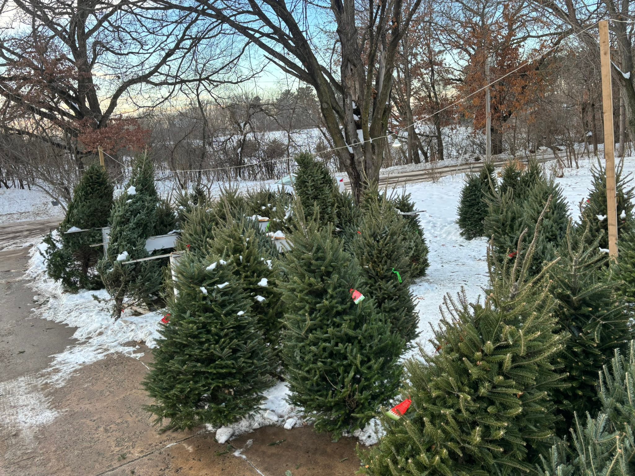 Countryside Christmas Tree Farm | Lake Elmo MN