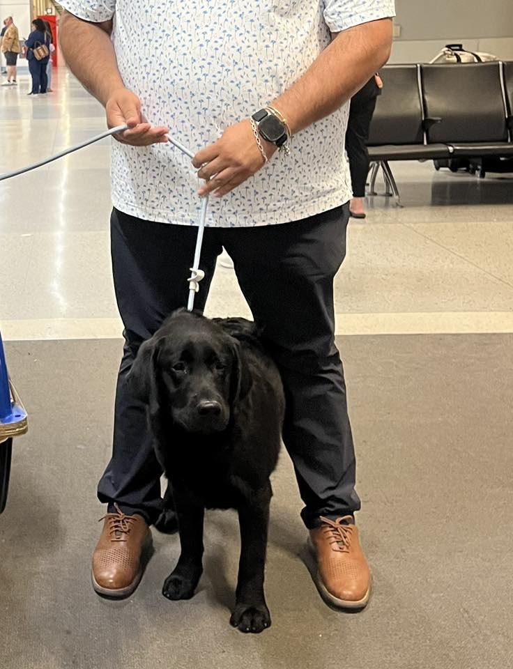 Smart - 10 de octubre, 2025 Traslado ️ México - Dallas Raza : Labrador ...