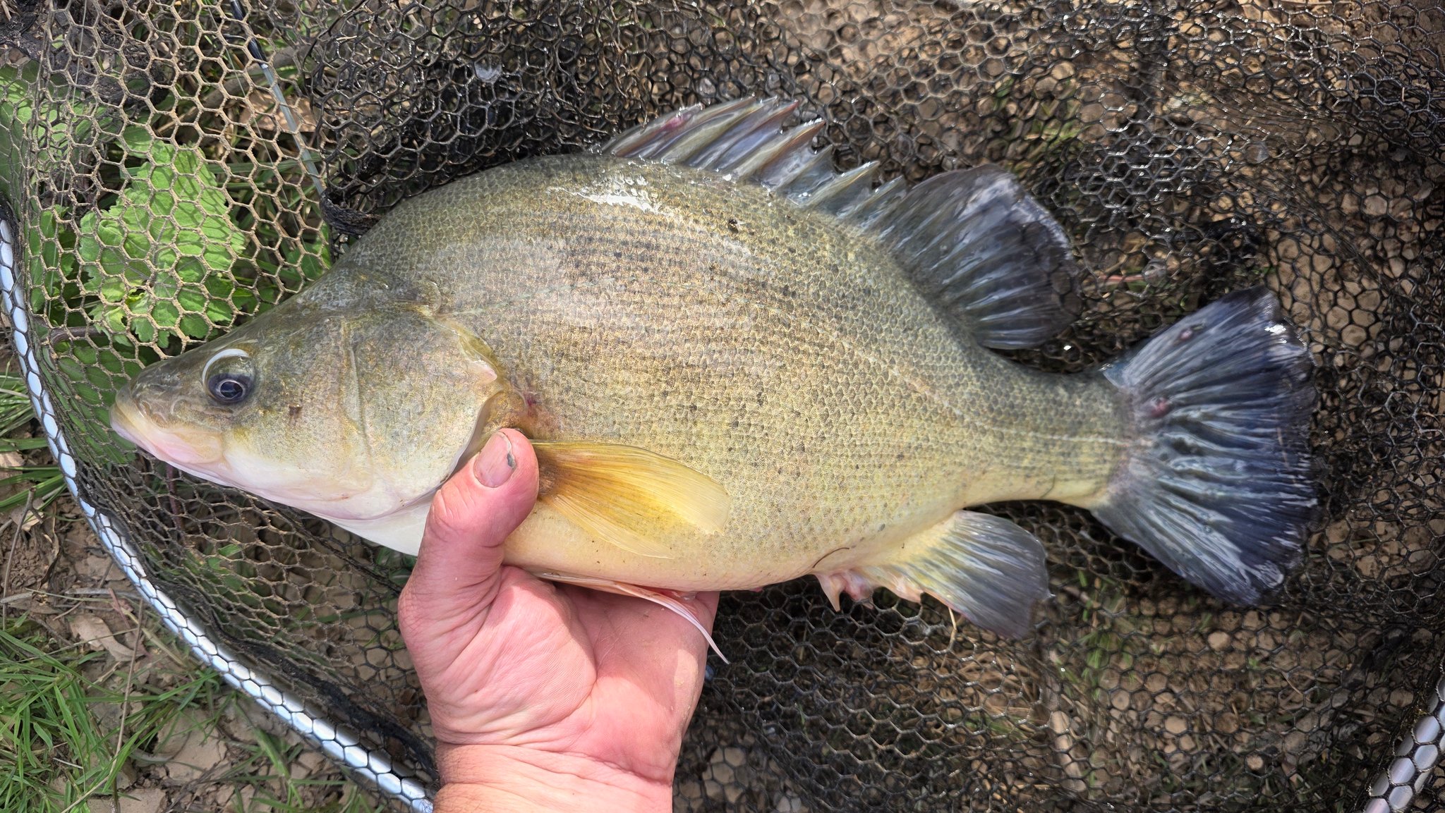 Robbie - You beauty!! This fish is from tonights video. Tonight at 7pm ...