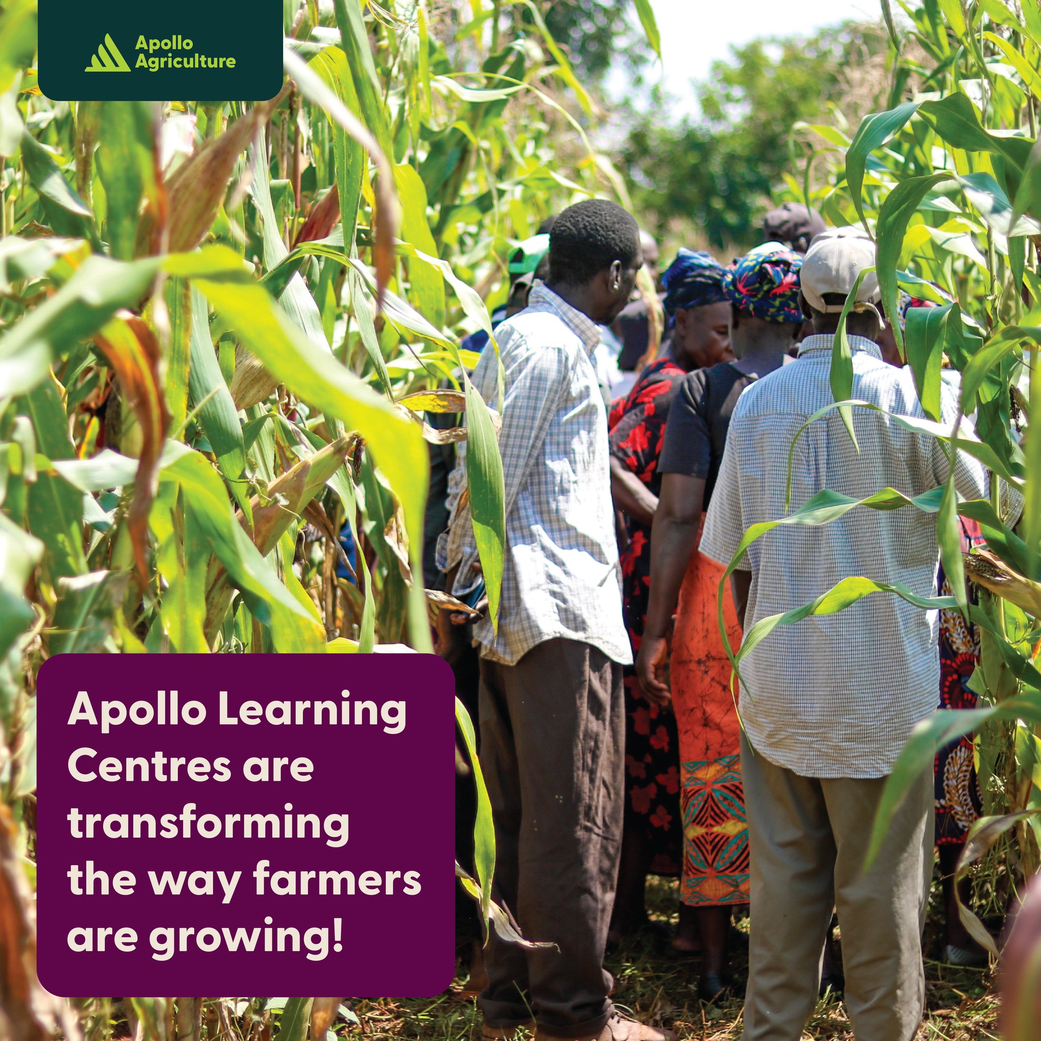 🌱 These vibrant, hands-on Learning... - Apollo Agriculture | Facebook