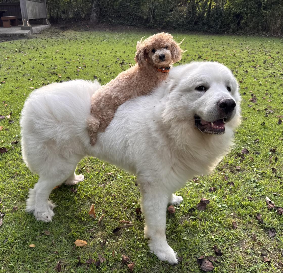 ブレーメンの音楽隊🐩🐻‍❄️