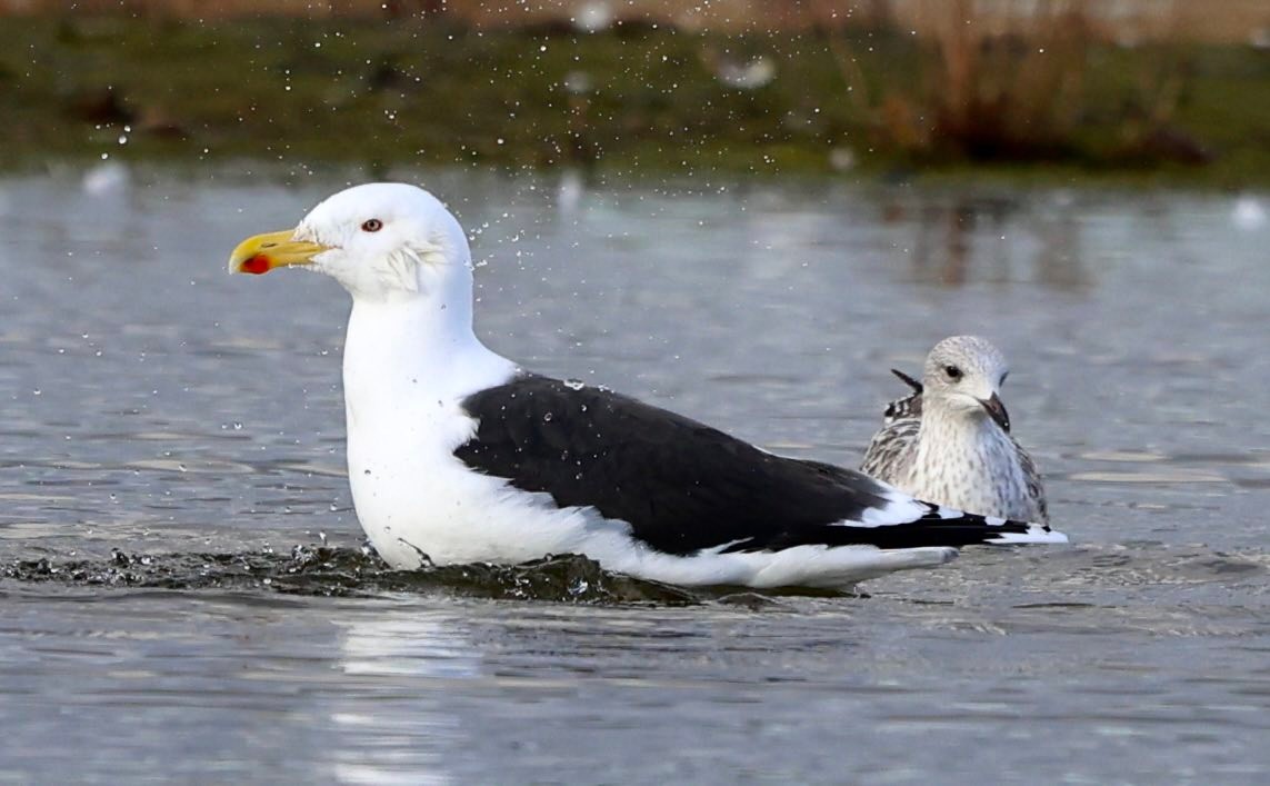 Confusingly, there are 5 different species of Gull that can be seen in ...