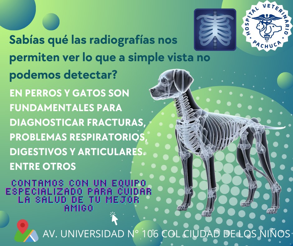 Hospital - Las radiografías en perros y gatos son un procedimiento de ...