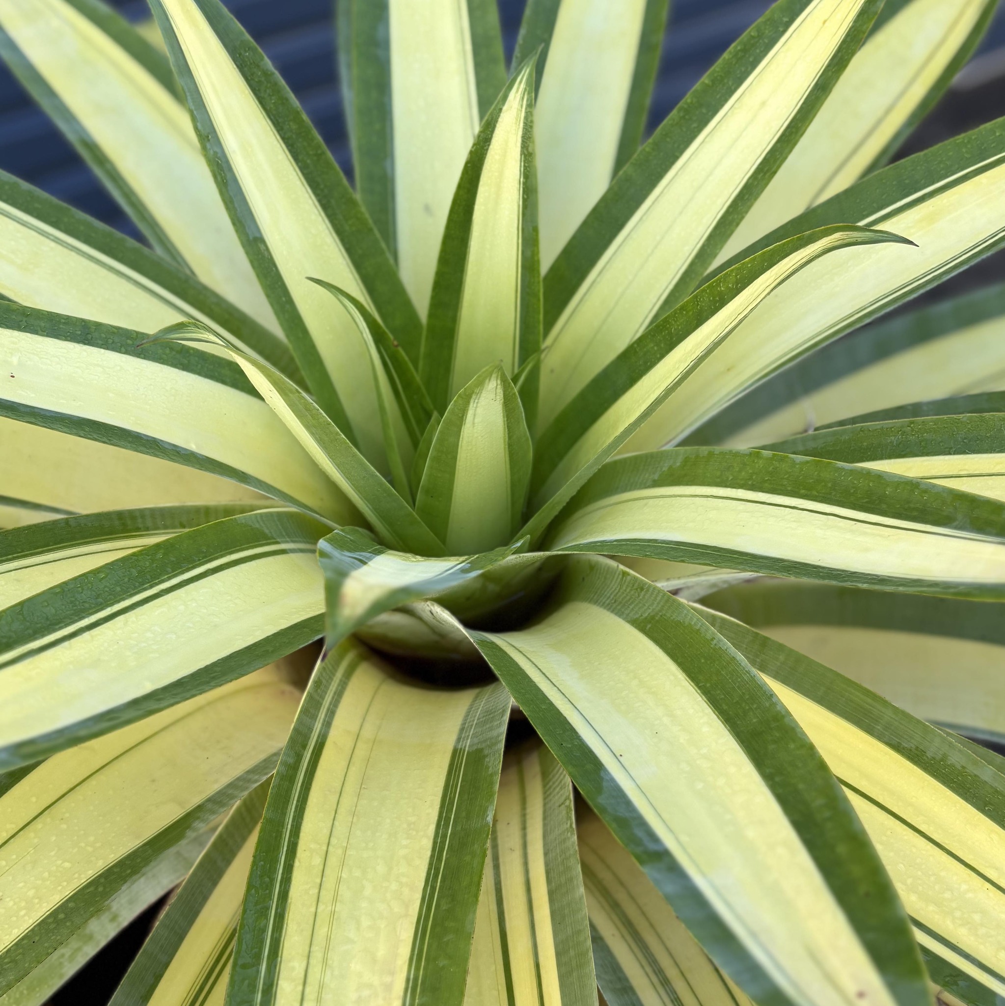 Caboolture & Districts Bromeliad Society Inc on Reels