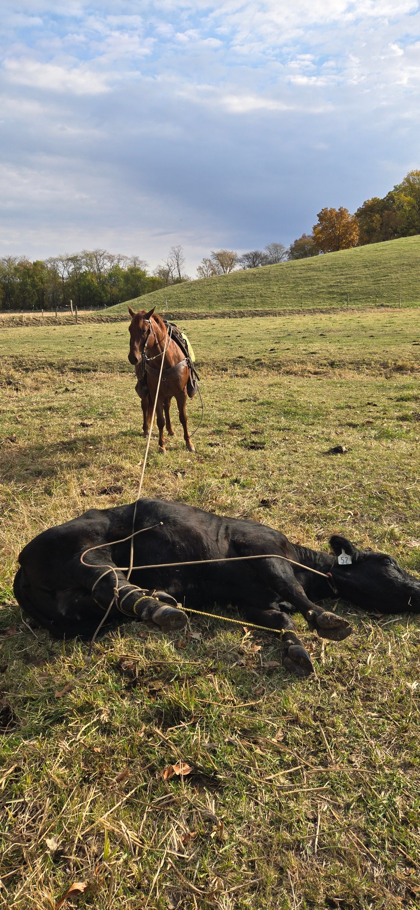 2B - With the crops almost all out, most loose cattle can be seen and ...
