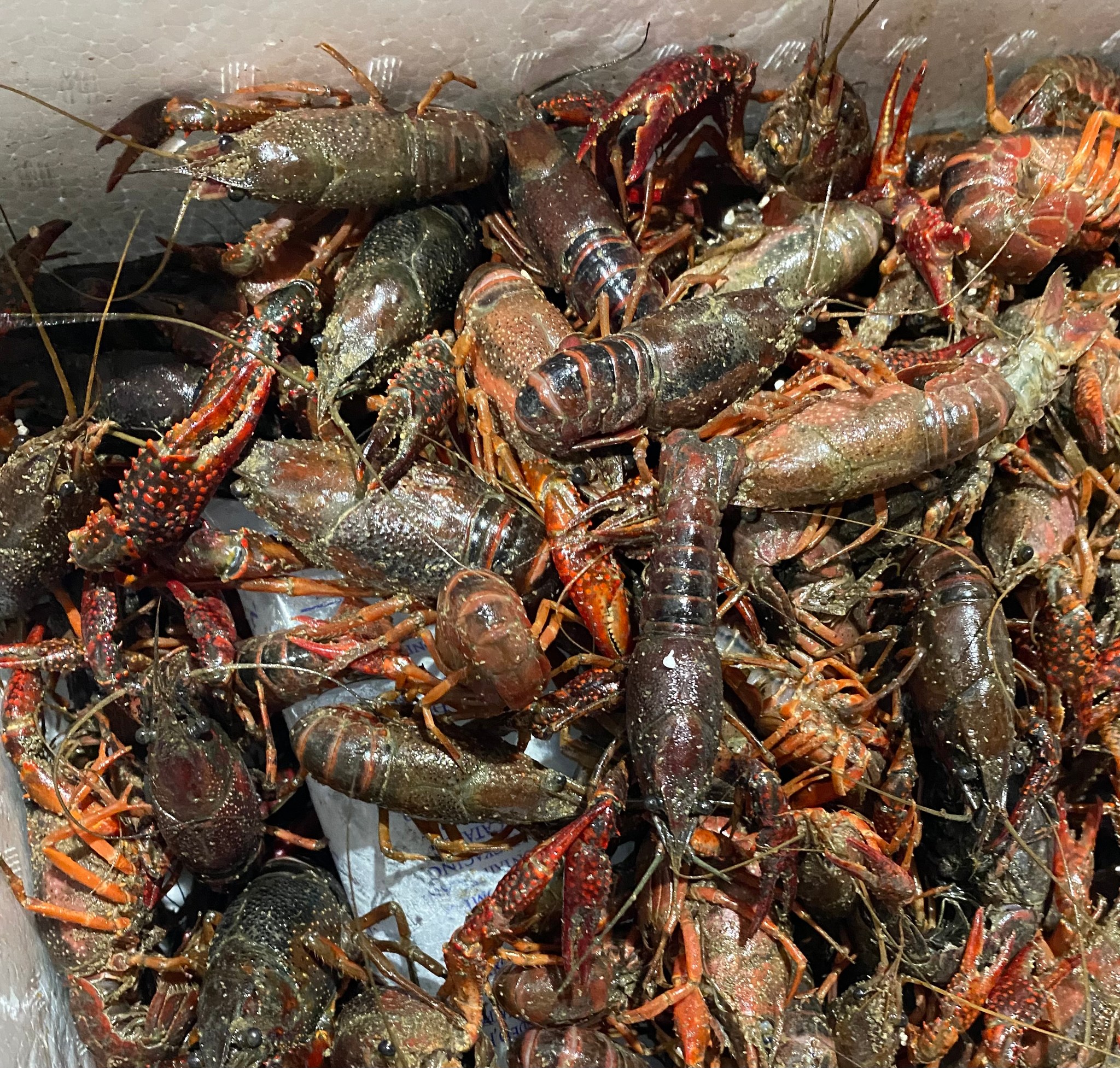 Flathead - ***UPDATE…… we are sold out of crawfish. SPECIAL*** LIVE ...