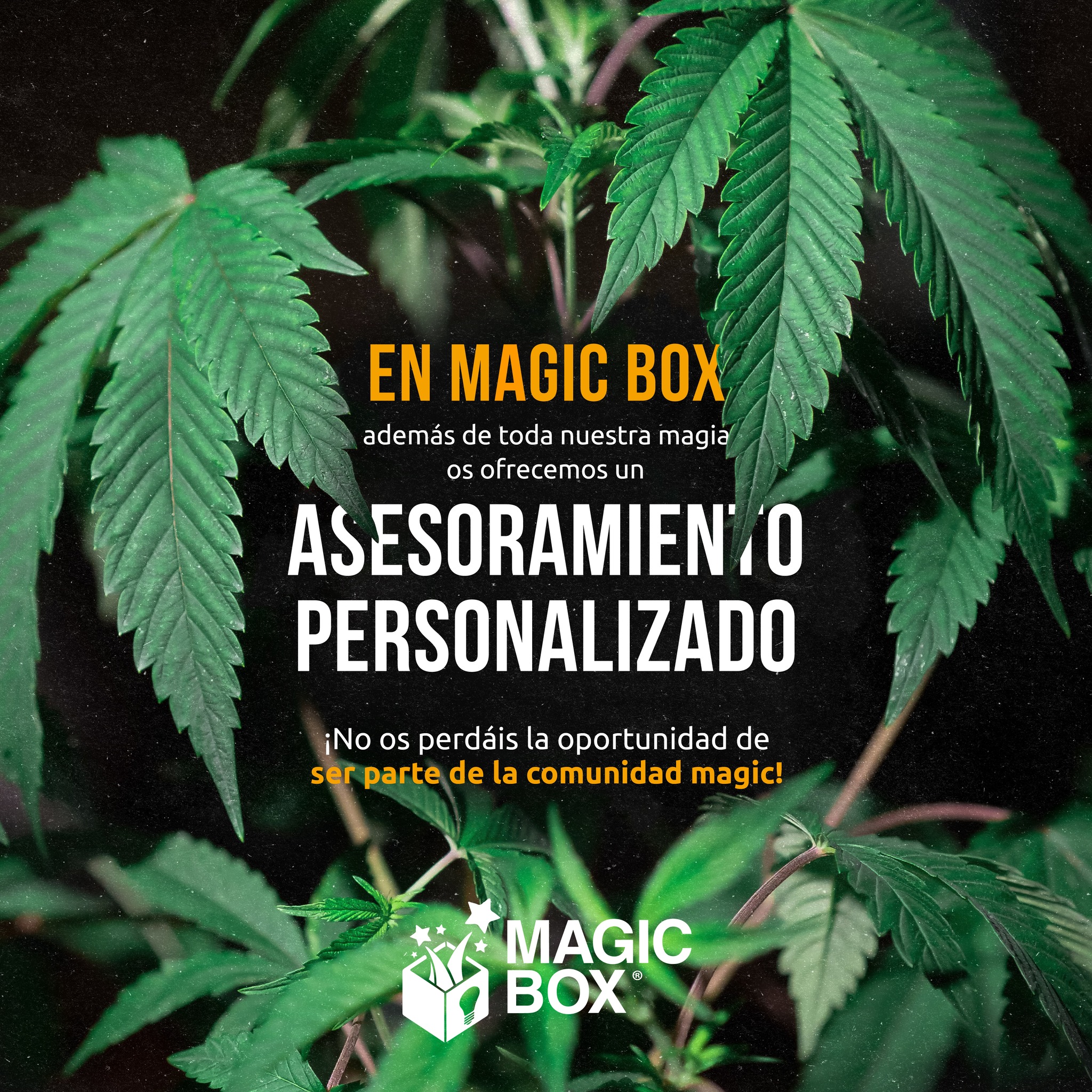Magic Box España