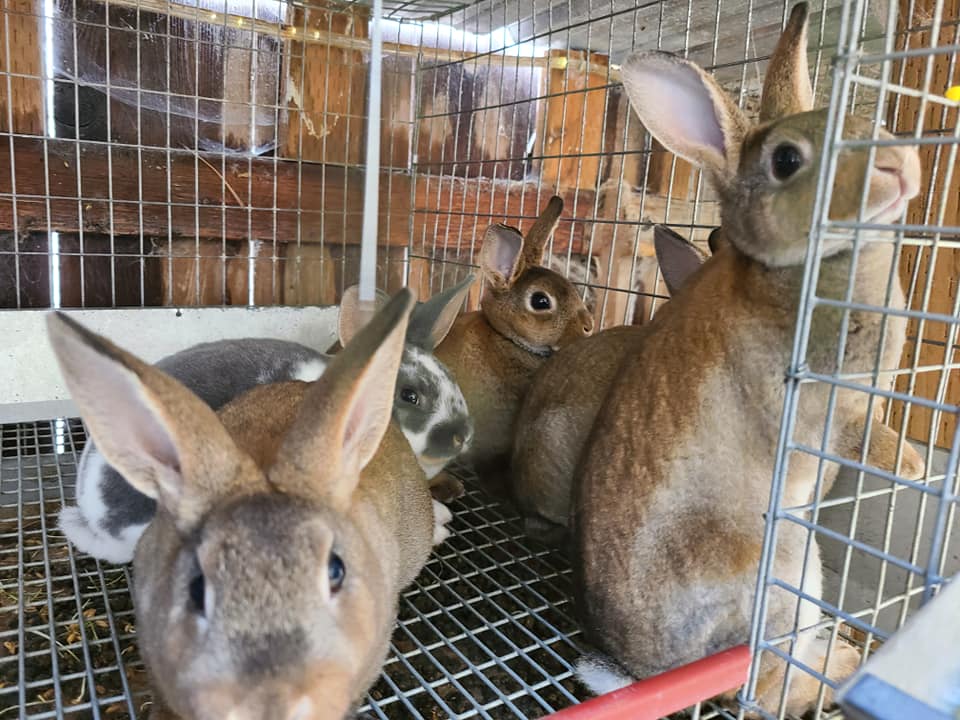 T&T Rabbitry
