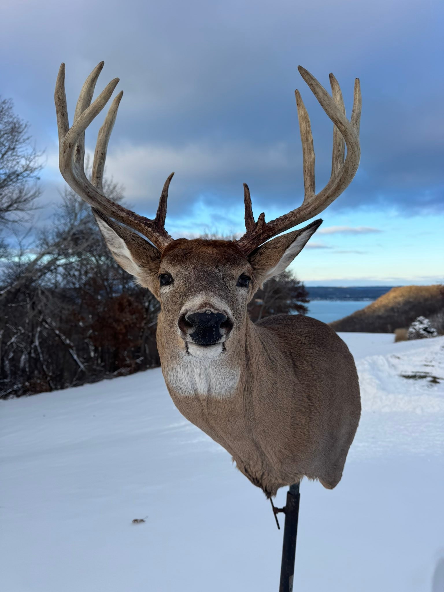 Randy's Classic... - Randy's Classic Whitetails Taxidermy