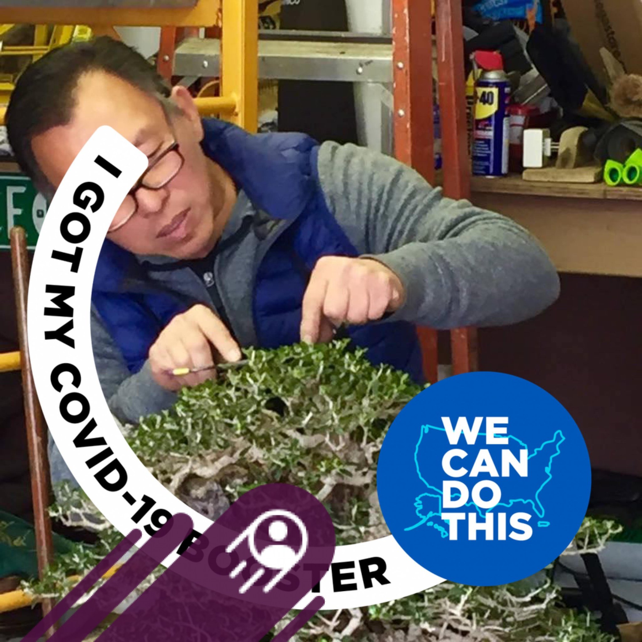 When to Prune Yaupon Holly