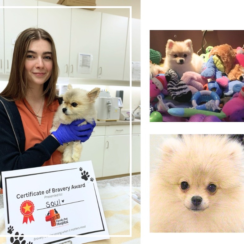 Family... - Family Pet Hospital & 24 Hour Pet Emergency Centre