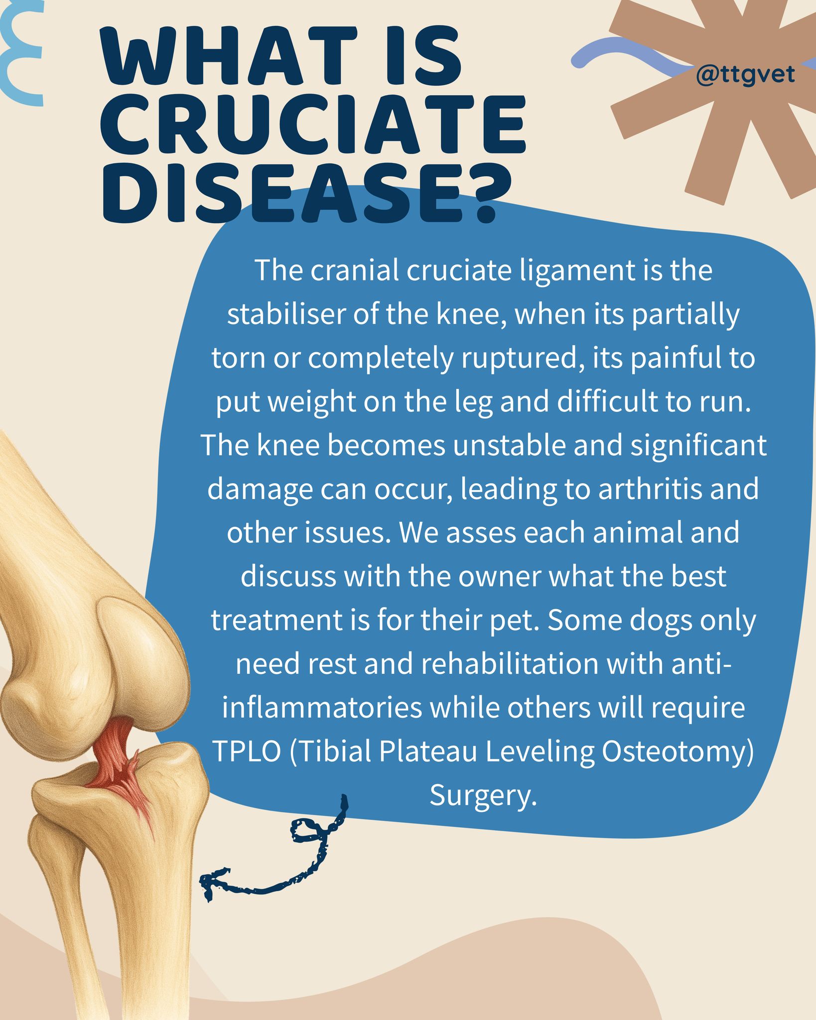 Did you know....that... - Tea Tree Gully Veterinary Hospital | Facebook