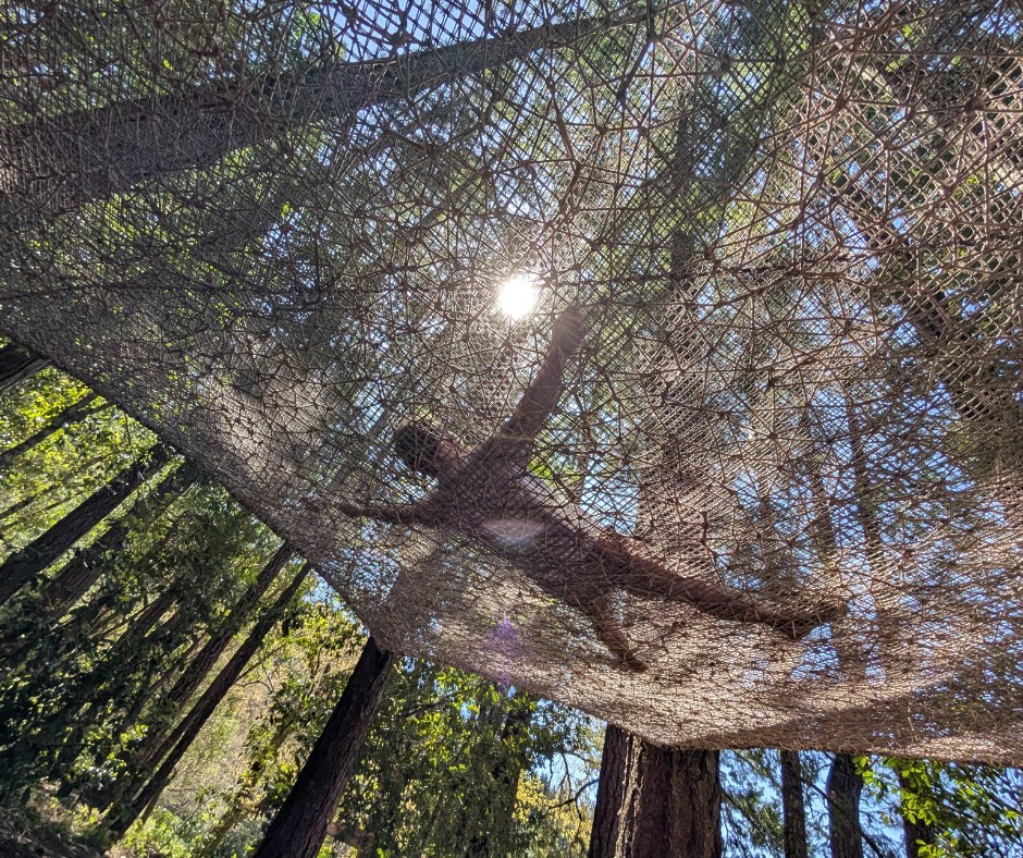 Treehouse Ziplines | Cave Junction OR