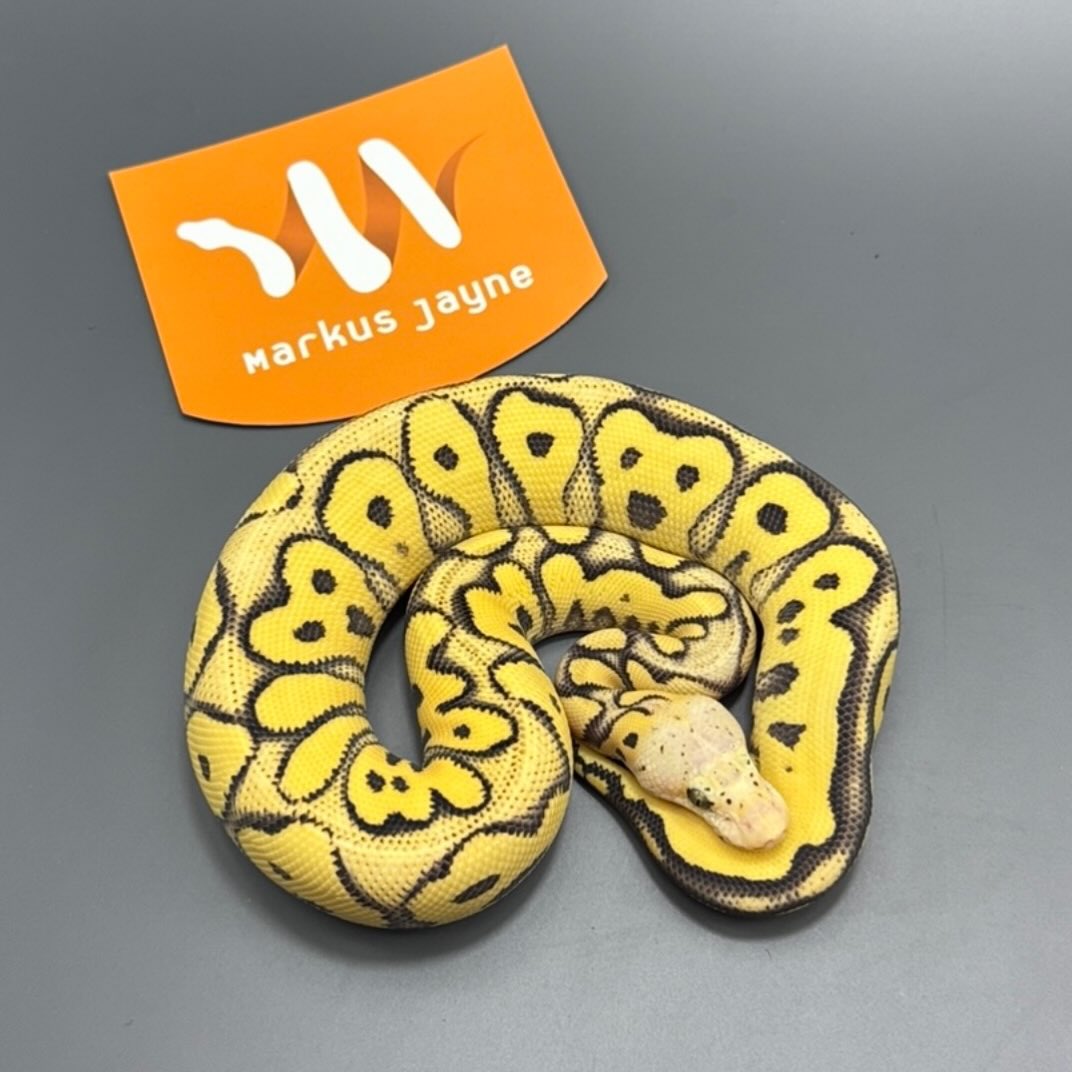 26 years ago after I first... - Markus Jayne Ball Pythons | Facebook