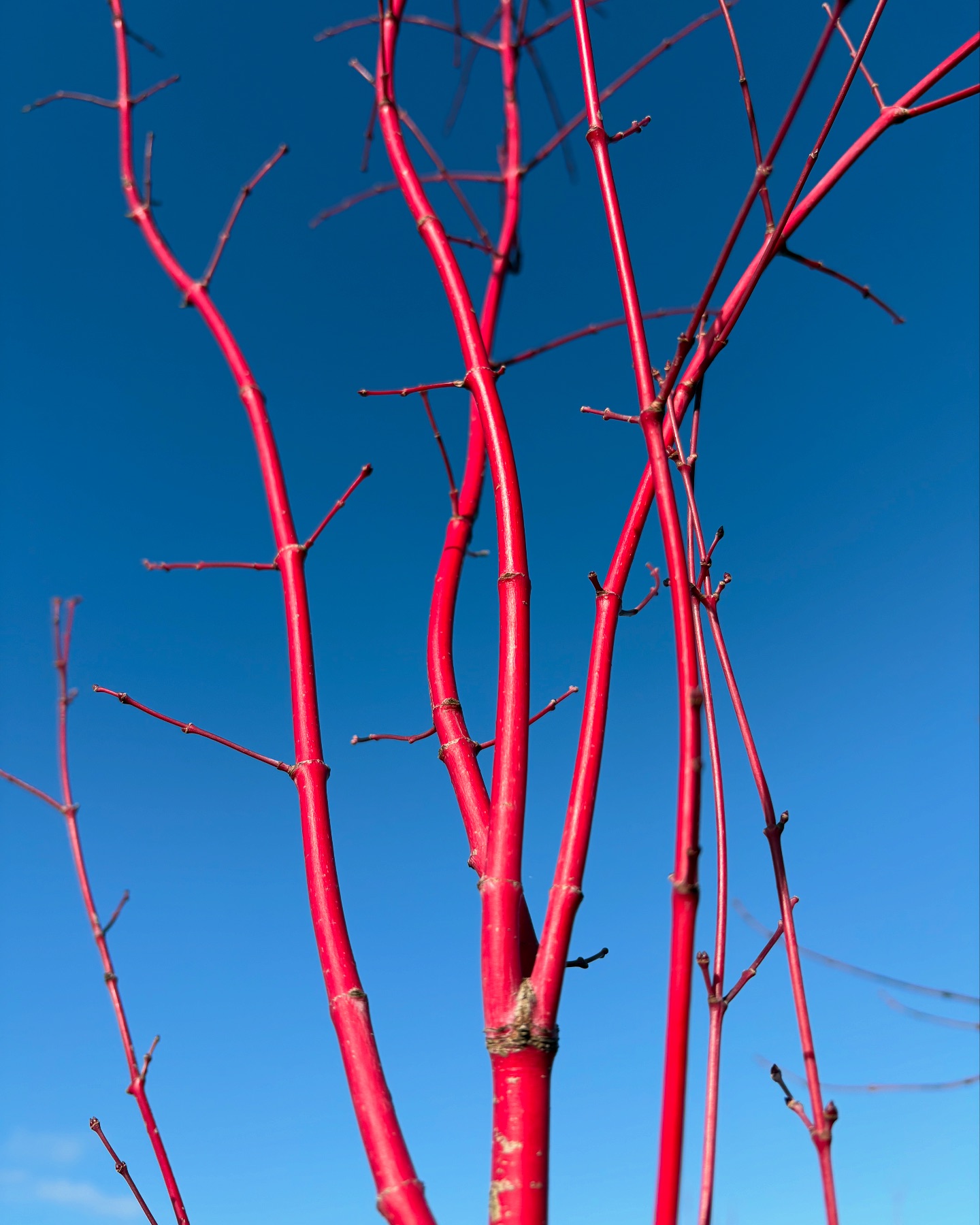 Blerick Tree Farm | Neerim Junction VIC