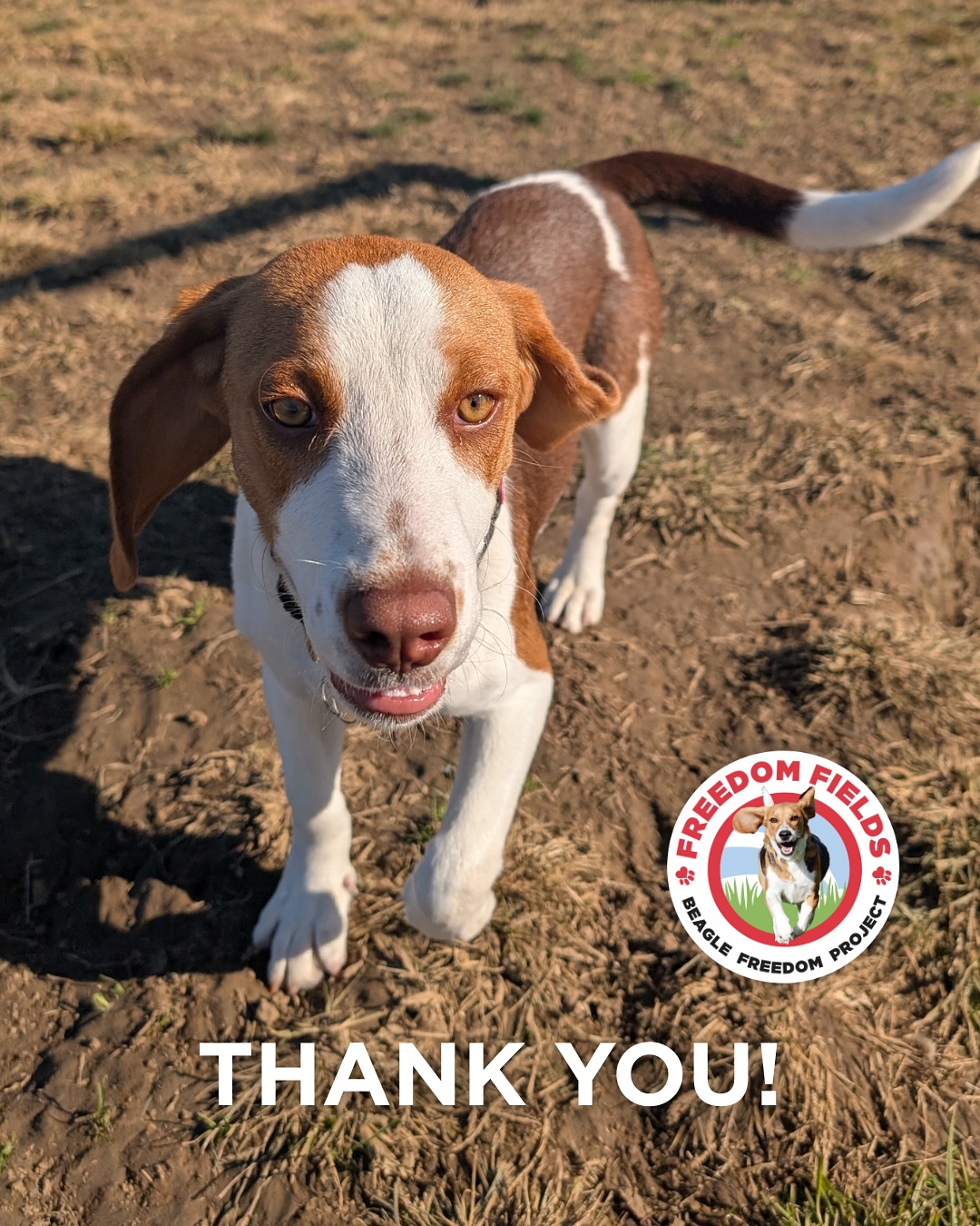 Beagle - 🎁 It’s Wishlist Wednesday at Freedom Fields! 🎁🐶 We have some ...